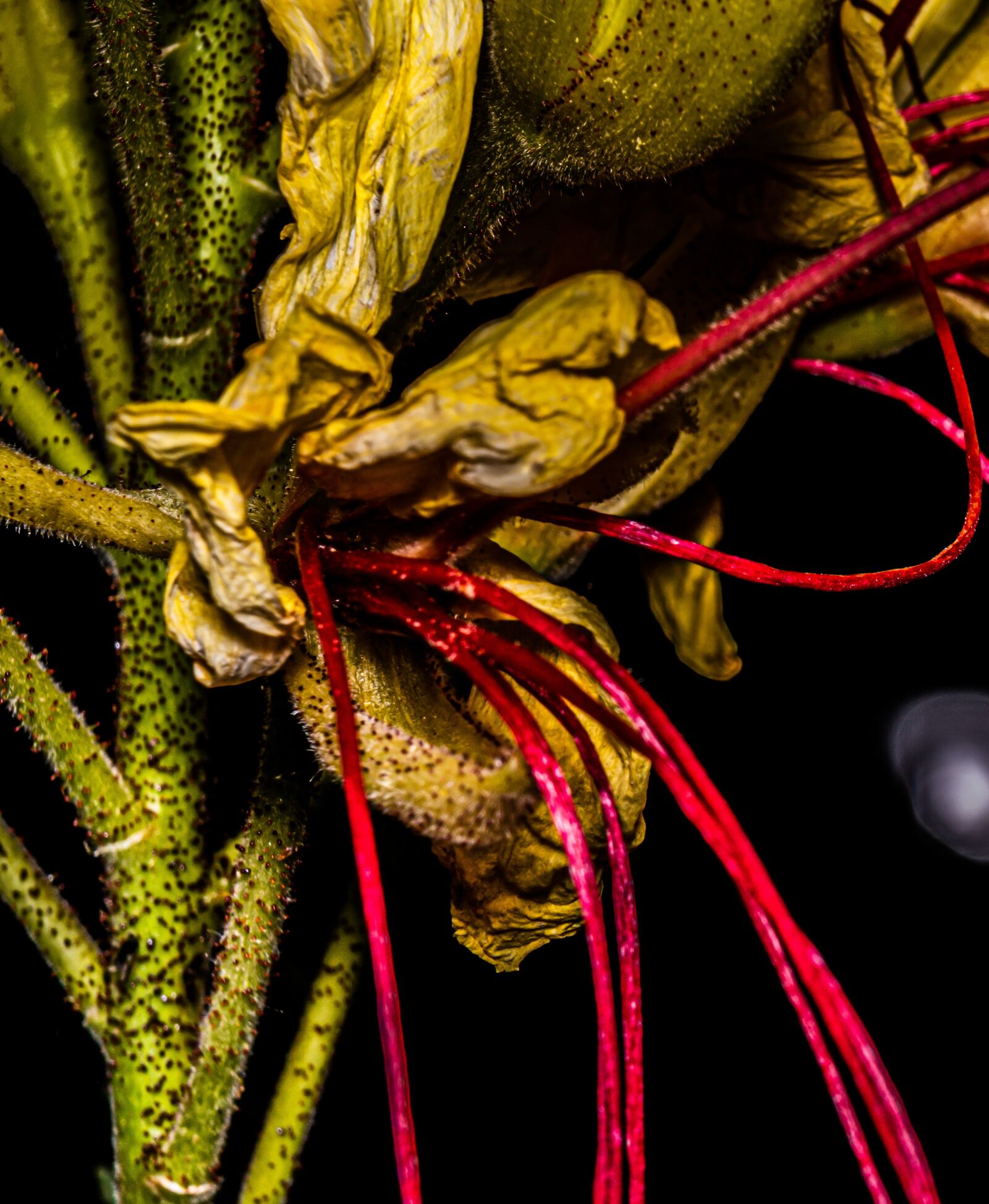 Nikon D5600 sample photo. Flowers, roses, love photography