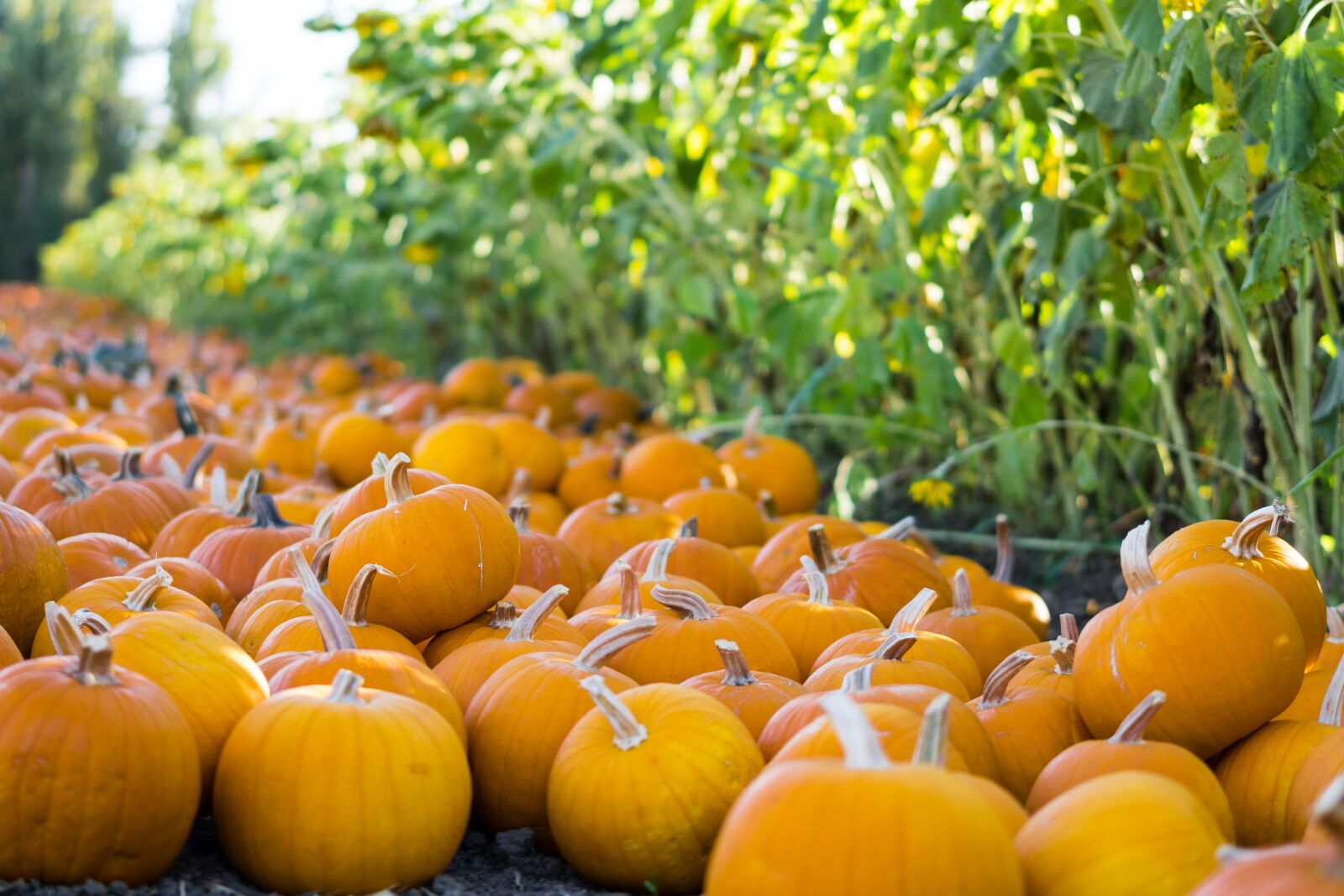 Sony a6000 + Sony Sonnar T* FE 55mm F1.8 ZA sample photo. Pumpkins, patch, fall photography