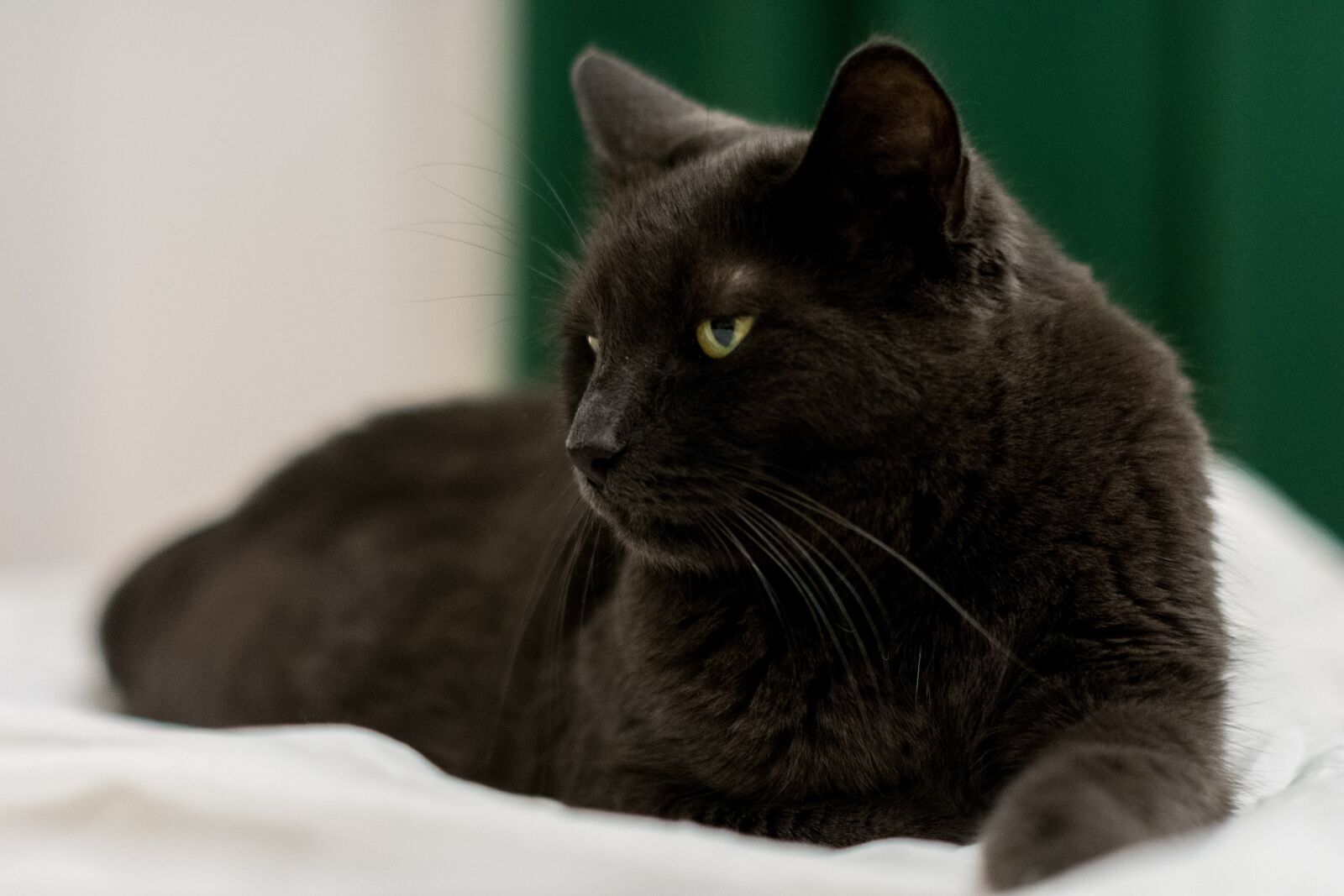 Nikon D7200 sample photo. Cat, cute, domestic photography