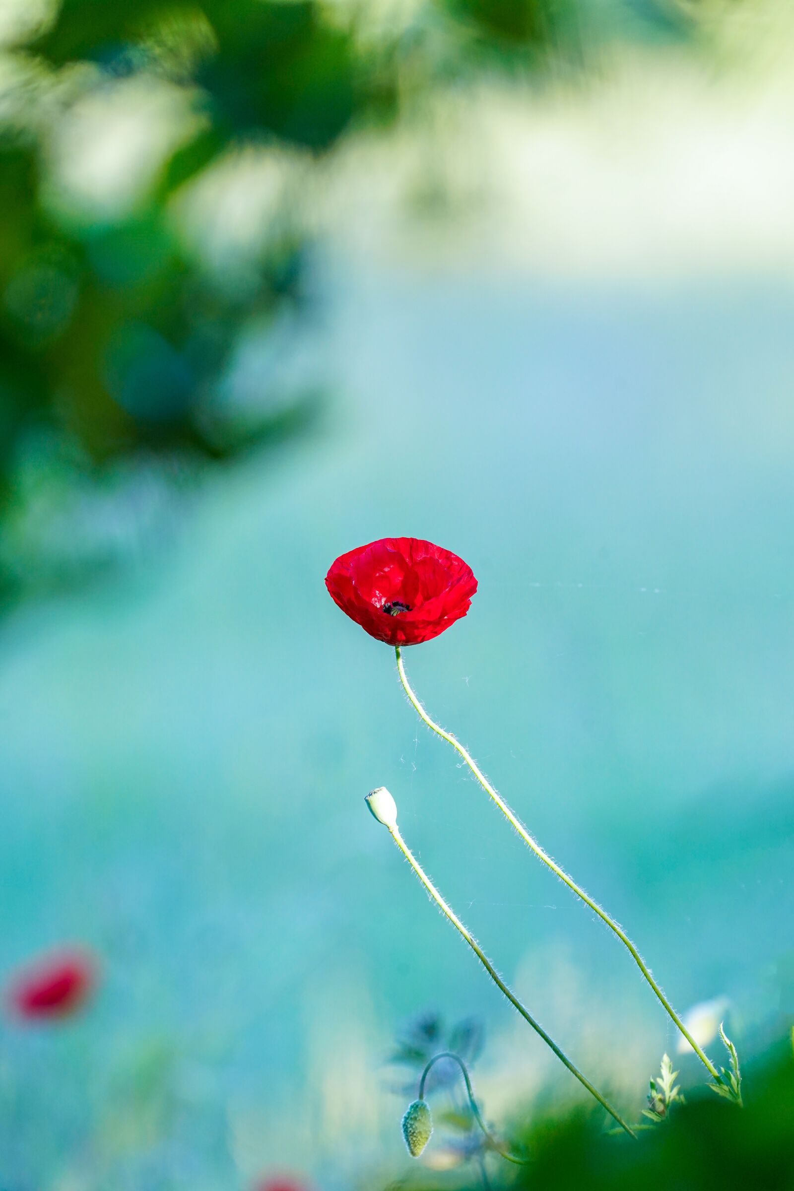 Sony a7 III sample photo. Poppy, flower, red photography
