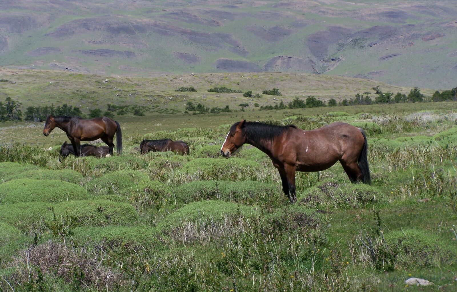 Kodak EASYSHARE Z710 ZOOM DIGITAL CAMERA sample photo. Argentina, horses, landscape photography