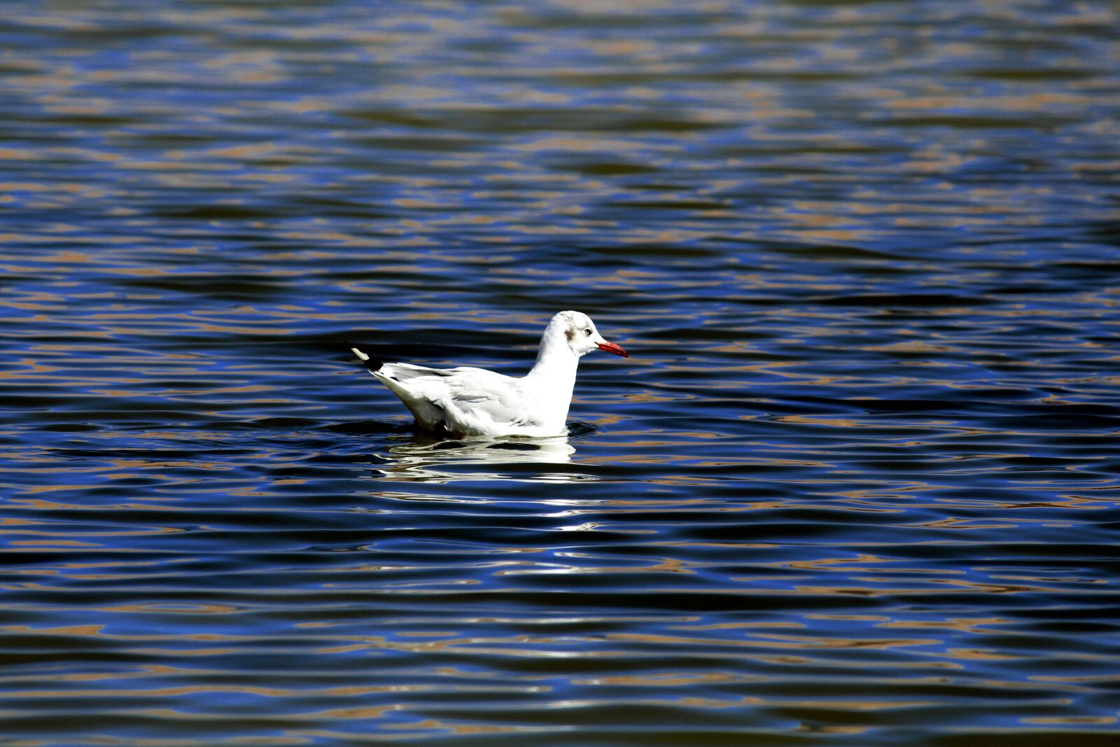 Canon EOS 700D (EOS Rebel T5i / EOS Kiss X7i) + Canon EF-S 55-250mm F4-5.6 IS II sample photo. Duck, water, nature photography