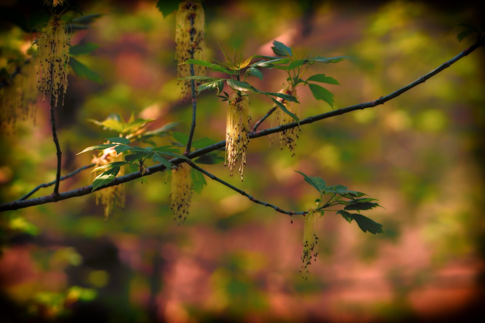 Sony FE 70-200mm F4 G OSS sample photo. Spring, nature, leaf photography