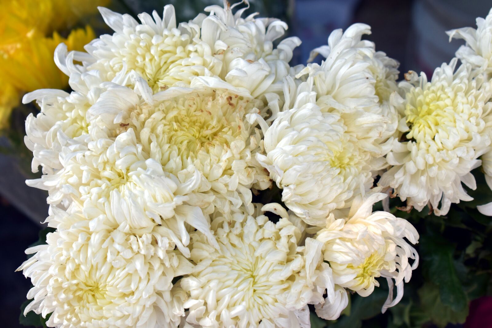 Nikon D5600 sample photo. White spider mums, chrysanthemum photography