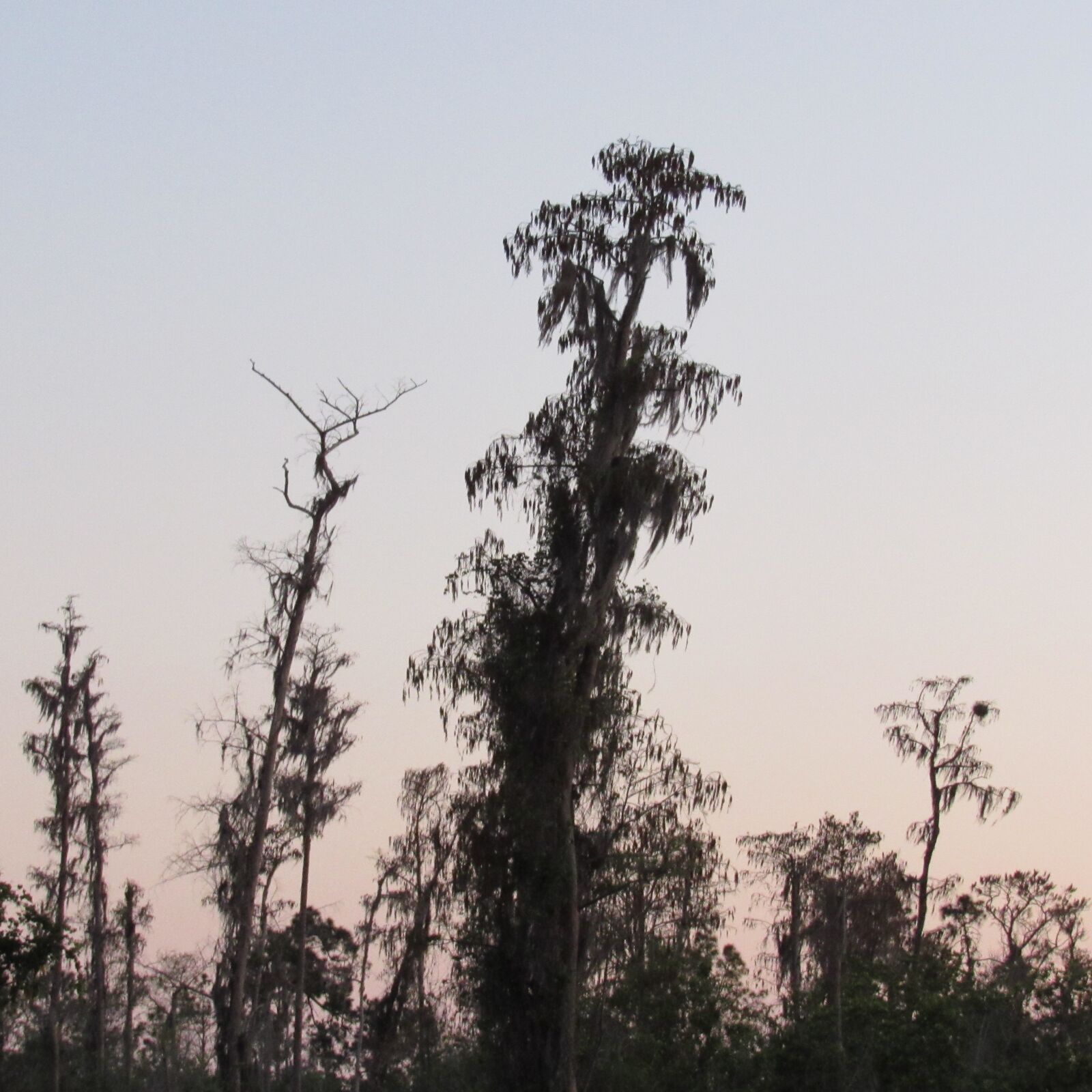 Canon PowerShot SX530 HS sample photo. Tree, sunset, sky photography