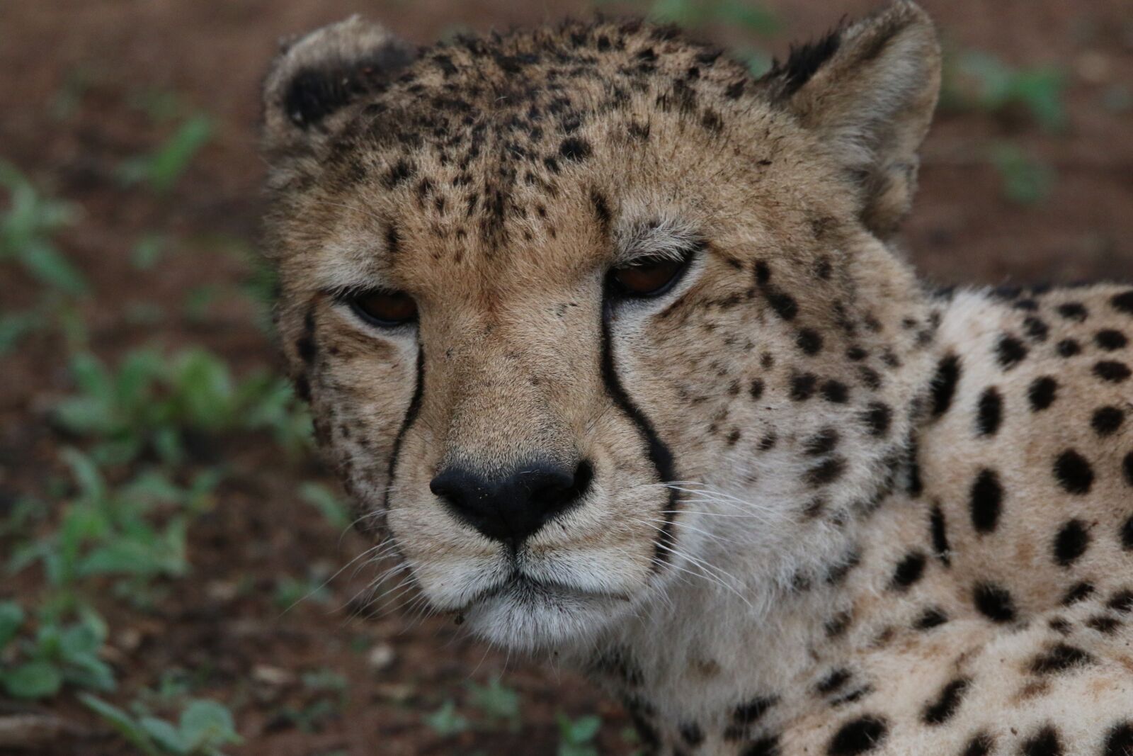 150-600mm F5-6.3 DG OS HSM | Sports 014 sample photo. Cheetah, zoo, animal photography