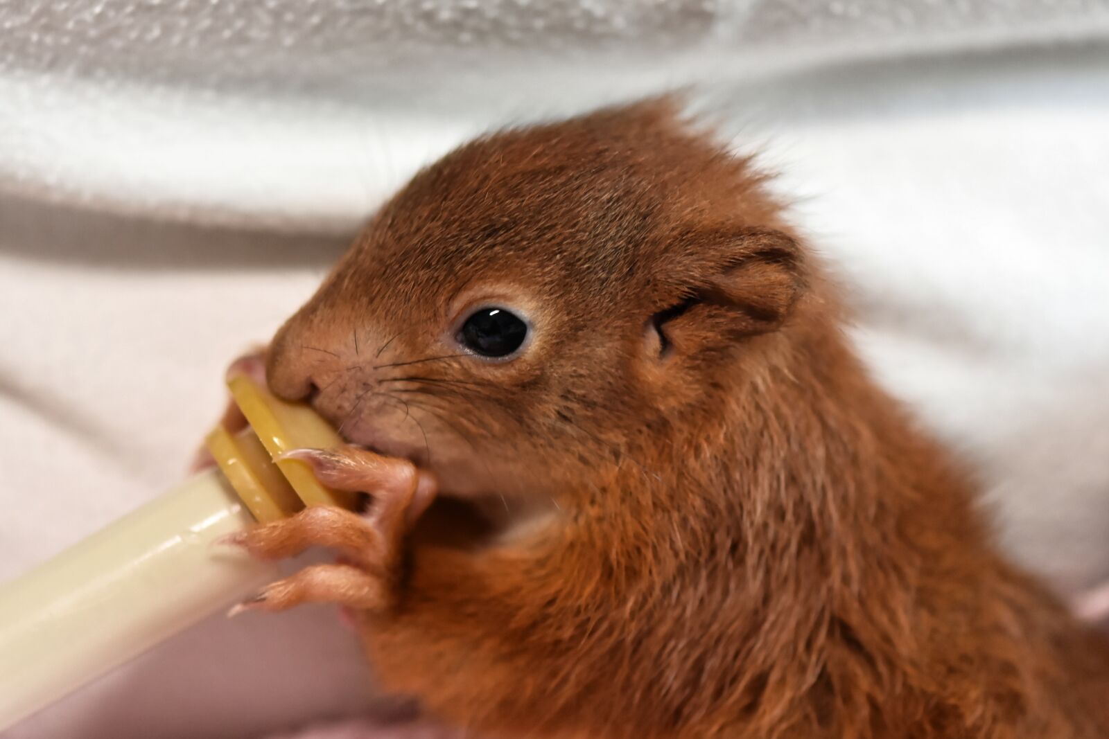 Nikon D7200 sample photo. Squirrel, young animal, foundling photography