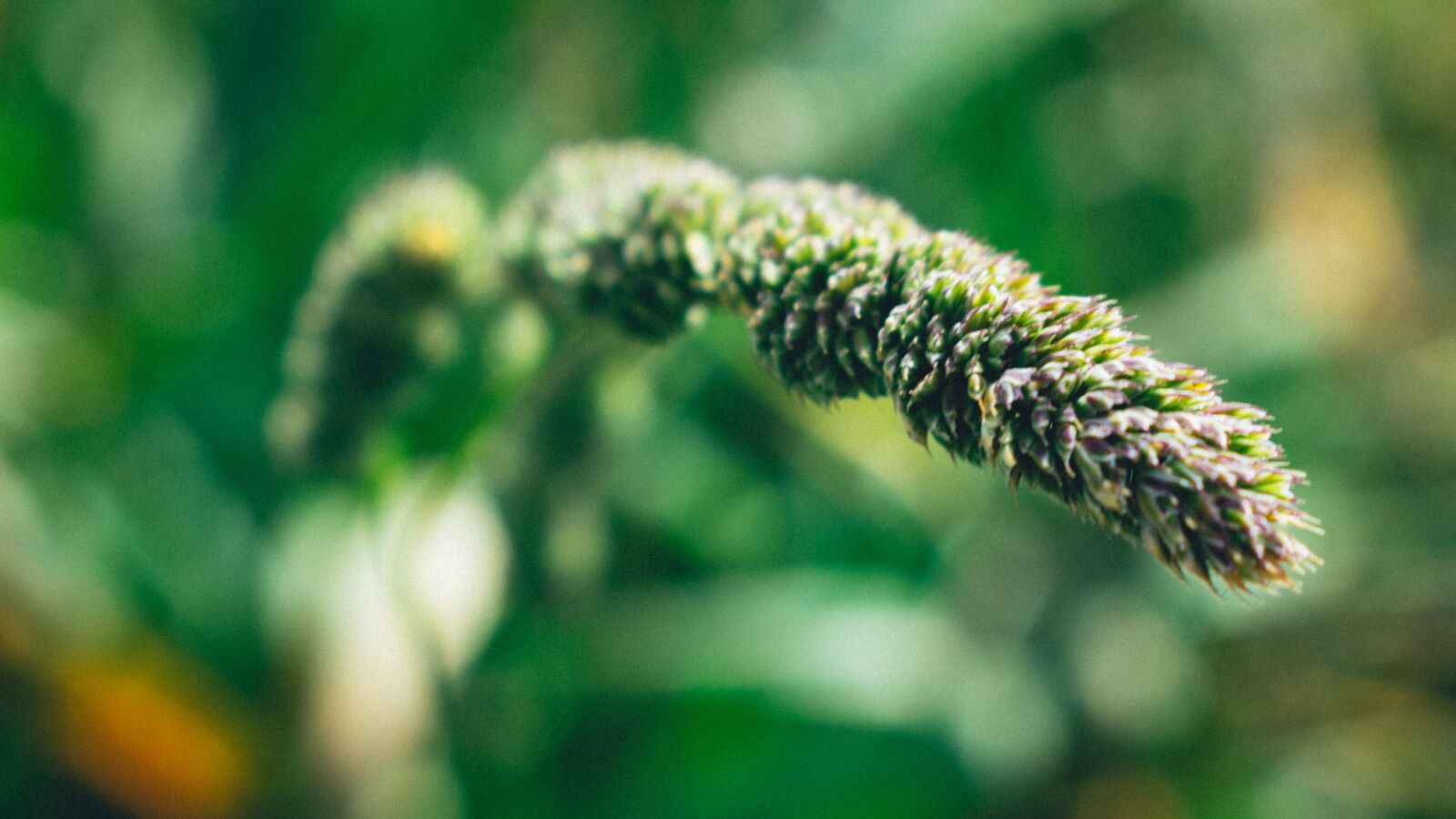 Nikon D3400 sample photo. Green, nature, forest photography