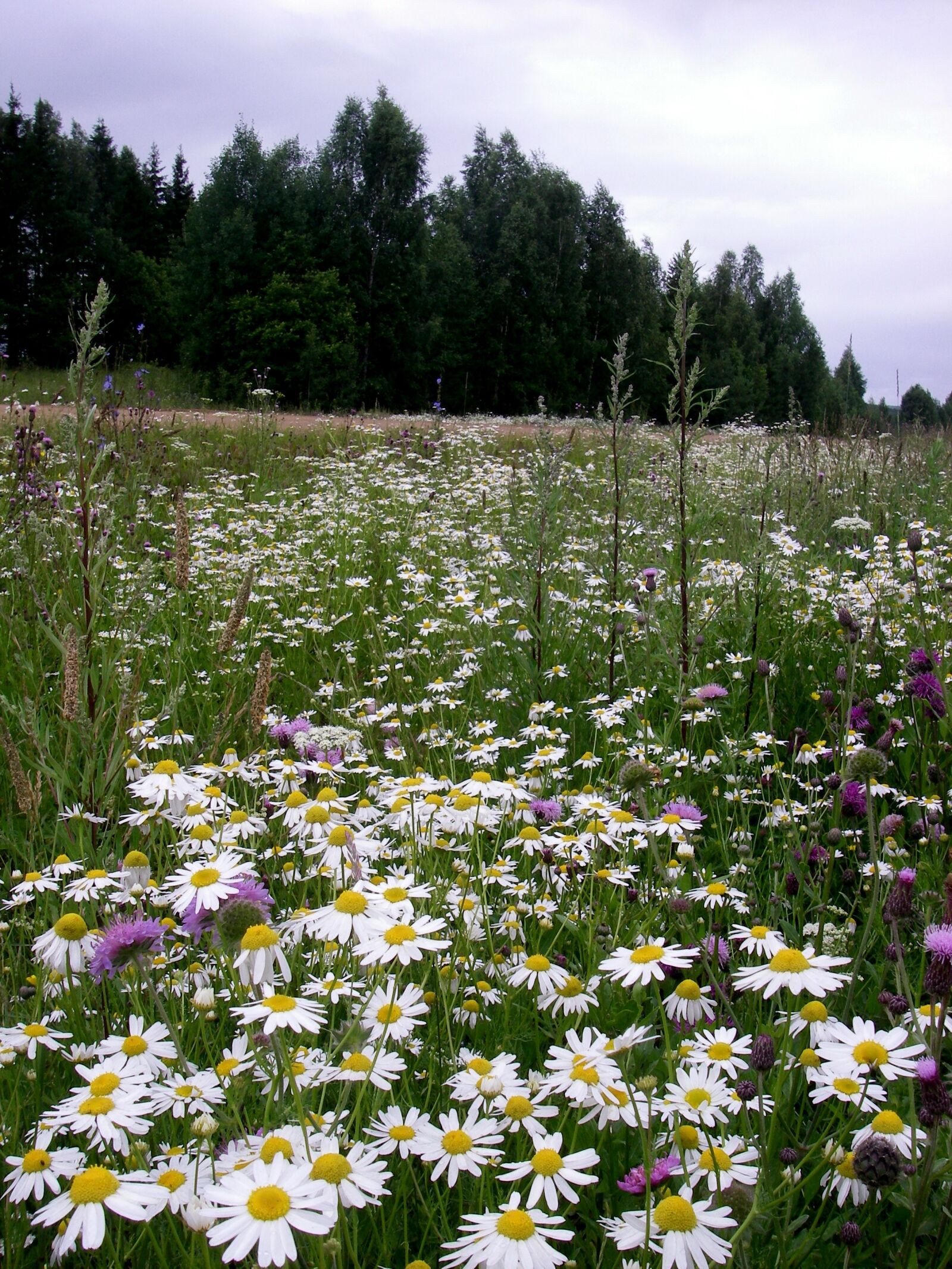 Pentax OPTIO W20 sample photo. Meadow, flowers, forest photography