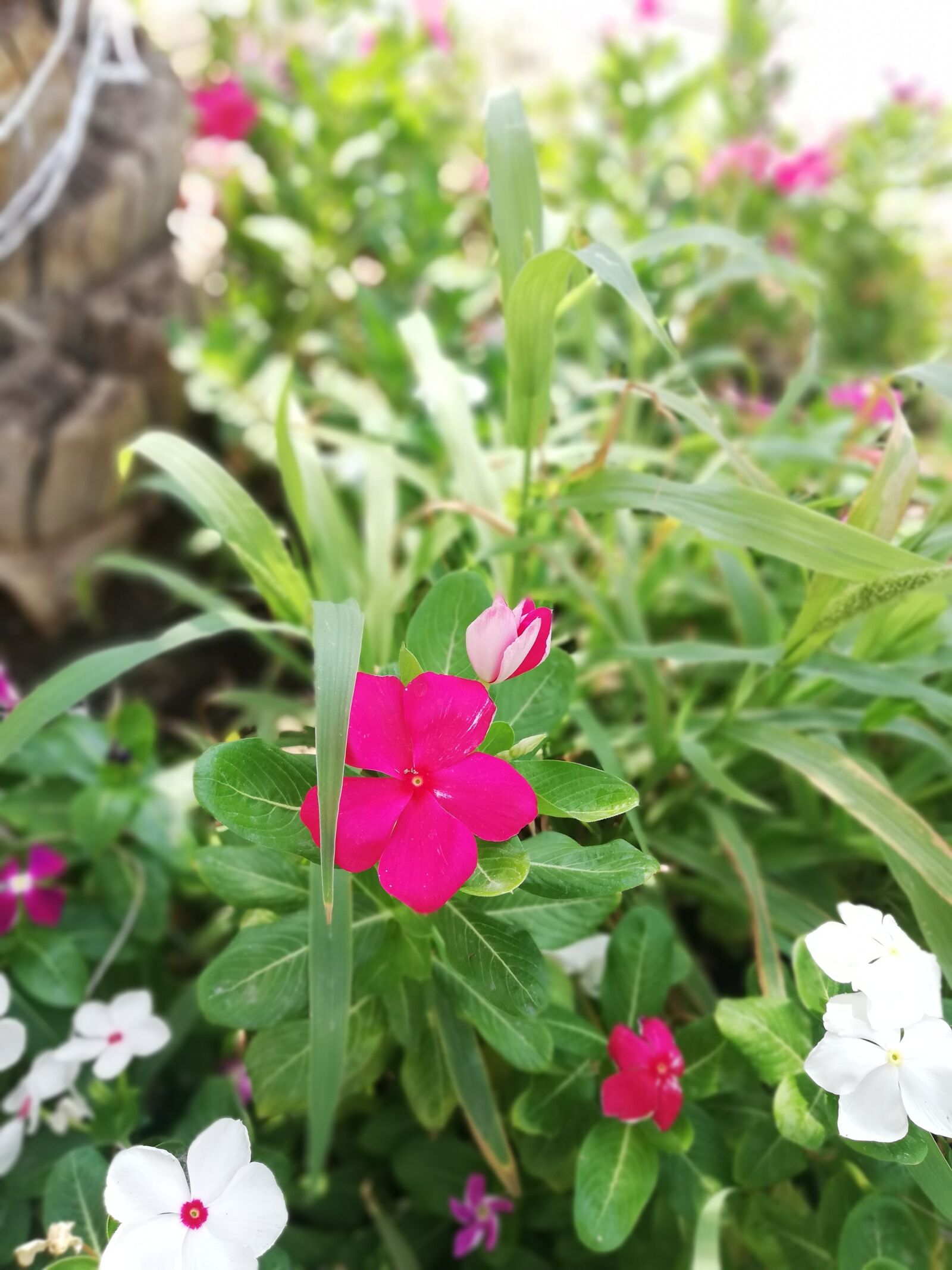 HUAWEI P20 lite sample photo. Copyright, music, videos photography