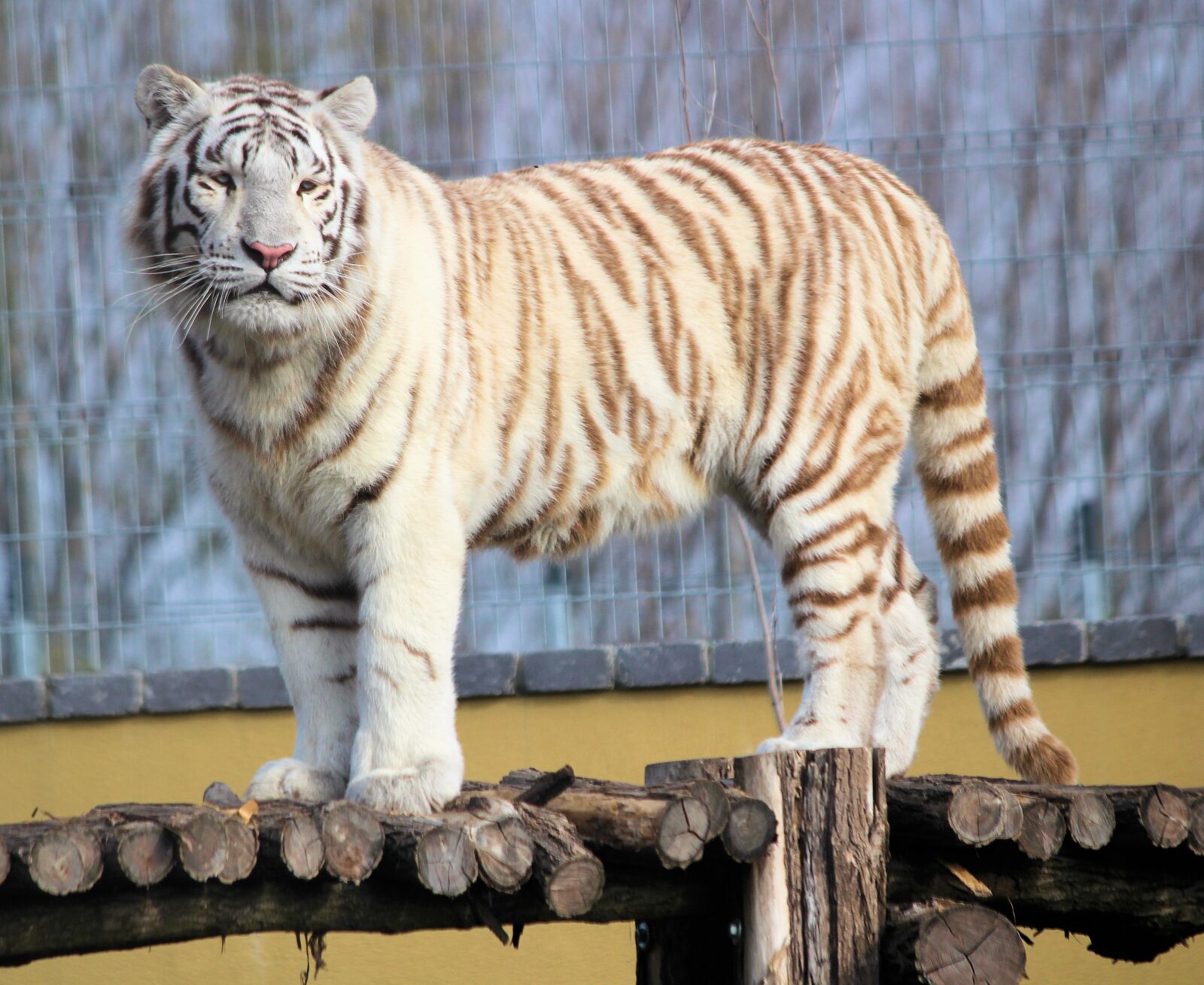Canon EOS 550D (EOS Rebel T2i / EOS Kiss X4) sample photo. Tiger, white, indian photography