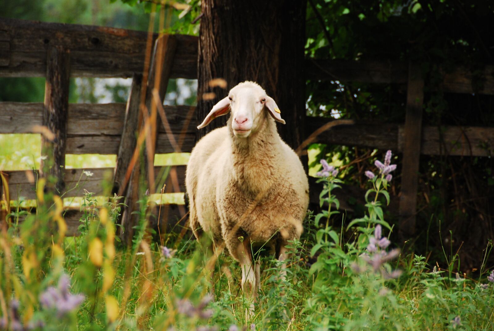 Nikon D80 sample photo. Sheep, meadow, nature photography