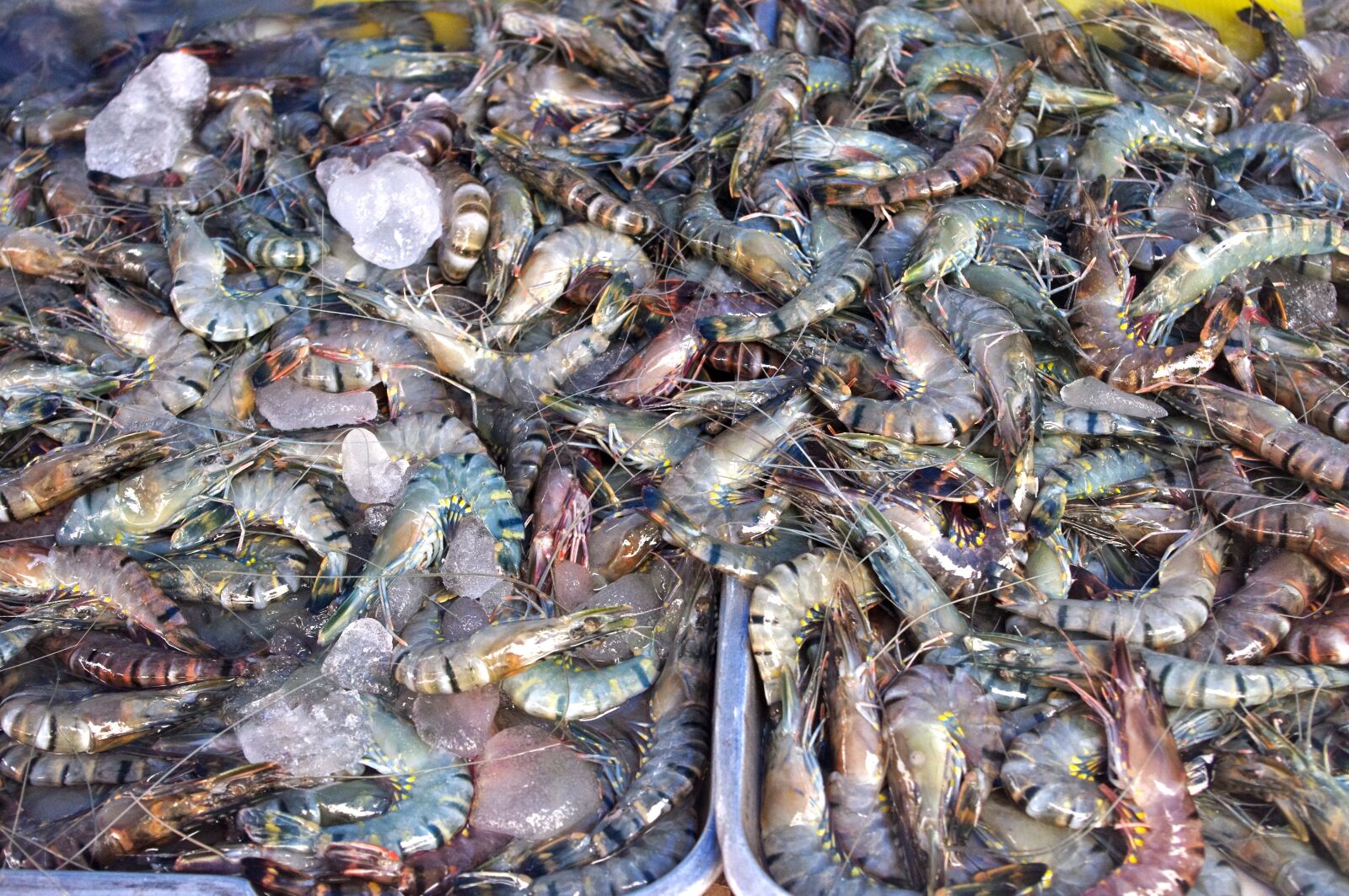 Pentax K-r sample photo. Thailand-market, shrimp, prawns photography