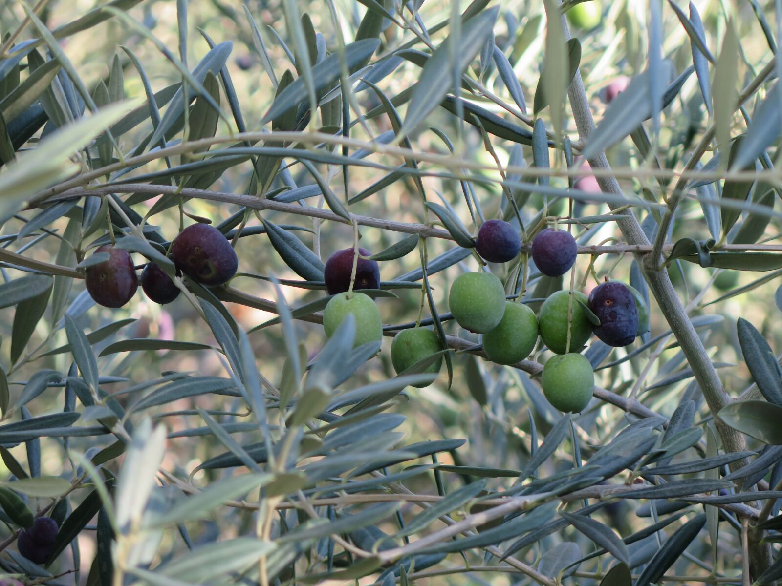 Canon PowerShot G16 sample photo. Olives, spain, nature photography