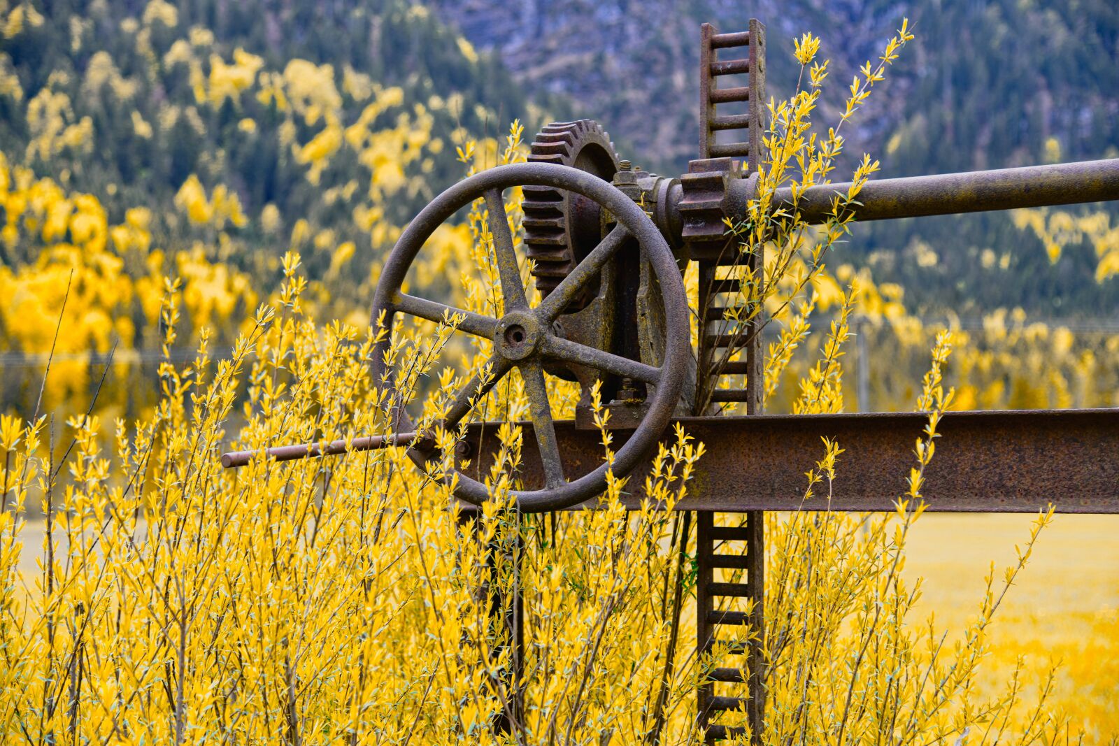 Nikon D850 sample photo. Gear, rusty, gears photography