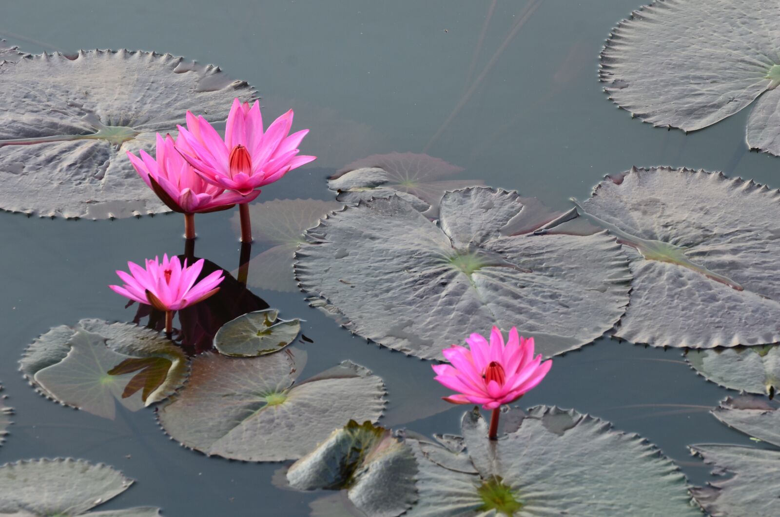 Nikon D7000 sample photo. Flower, kwai, river photography