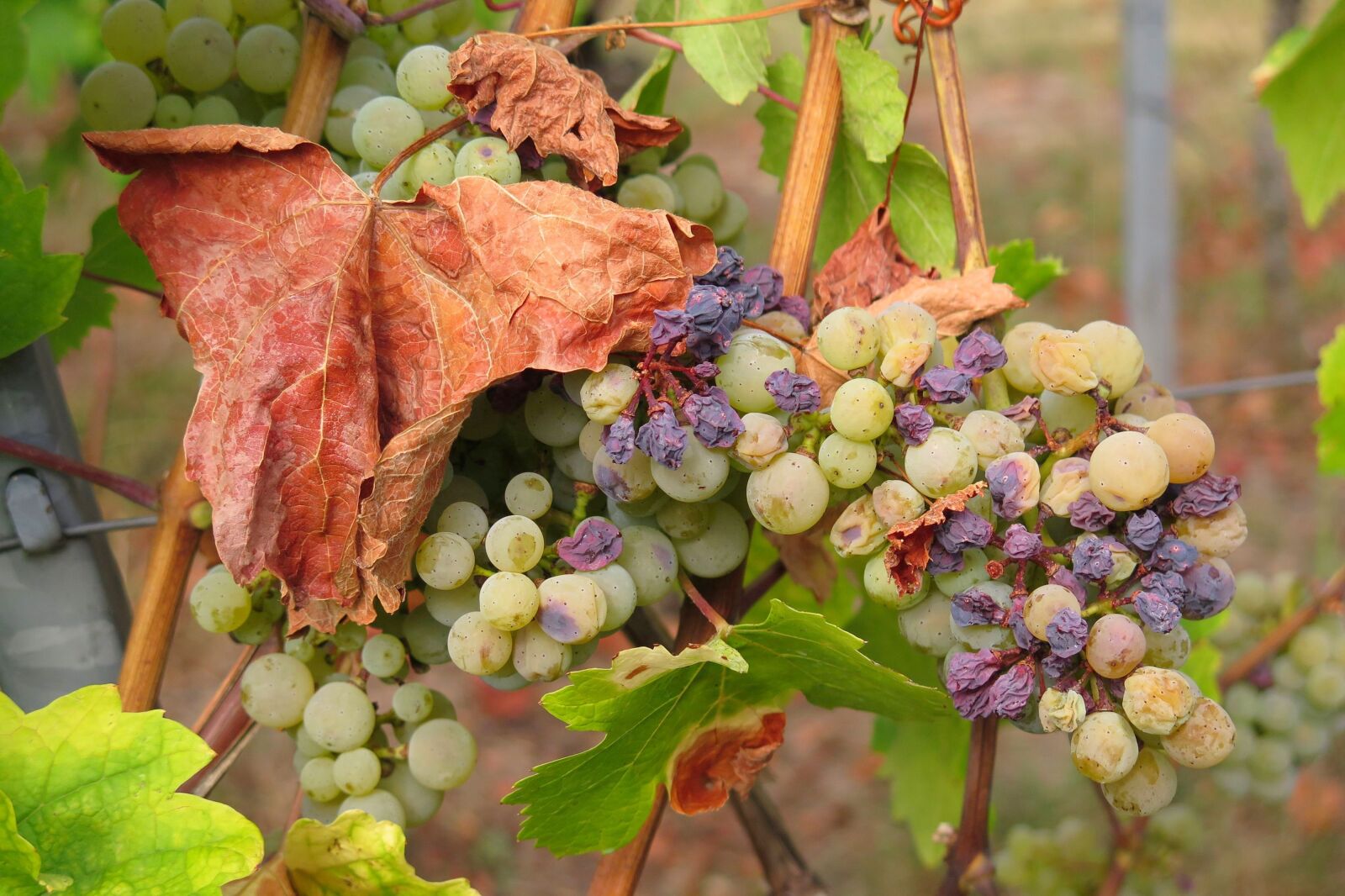 Canon PowerShot G16 sample photo. Grape, drought, raisin photography