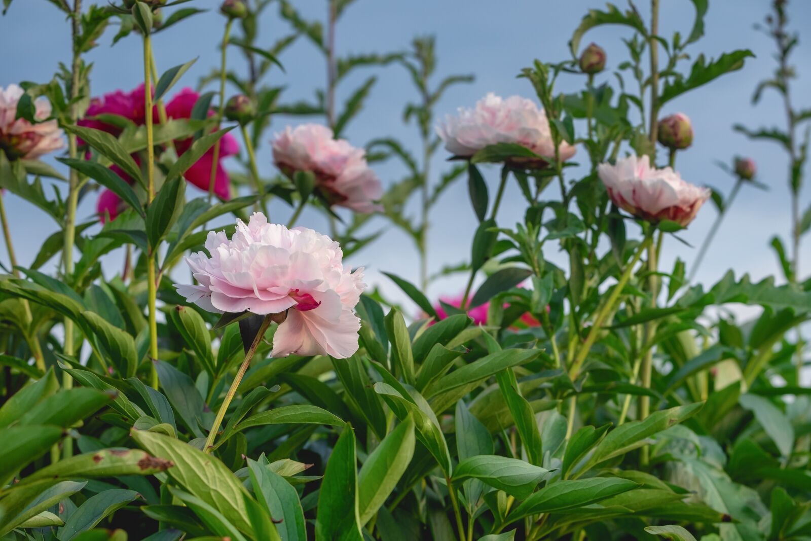 Fujifilm XF 55-200mm F3.5-4.8 R LM OIS sample photo. Peony, flowers, bloom photography