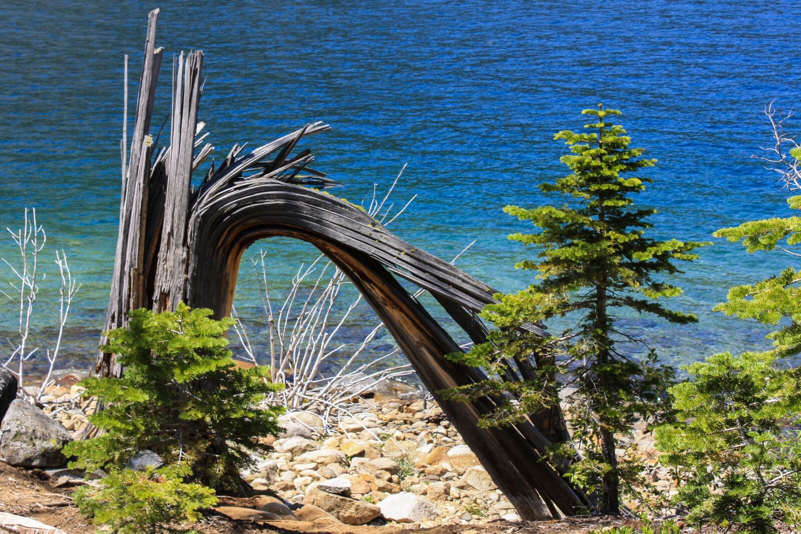Canon EOS 1000D (EOS Digital Rebel XS / EOS Kiss F) sample photo. Tree, water, lake tahoe photography