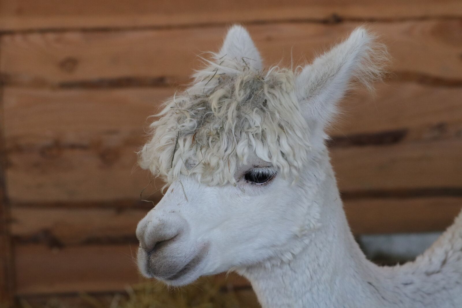 Canon EF 70-300 F4-5.6 IS II USM sample photo. Alpaca, vicugna pacos, dwells photography