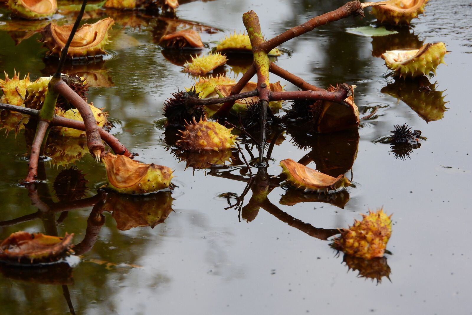Nikon Coolpix P610 sample photo. Chestnuts, chestnut, puddle photography