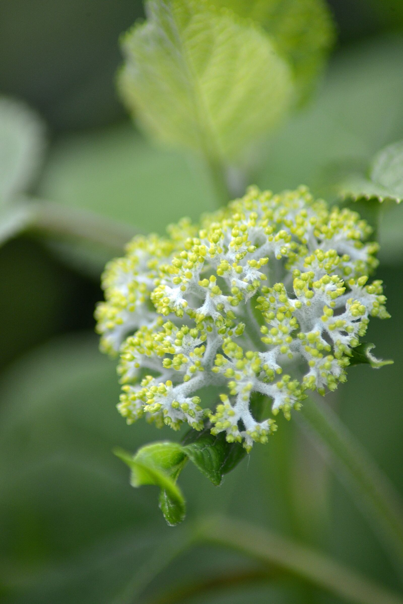 Nikon D600 sample photo. Blossom, bloom, garden photography