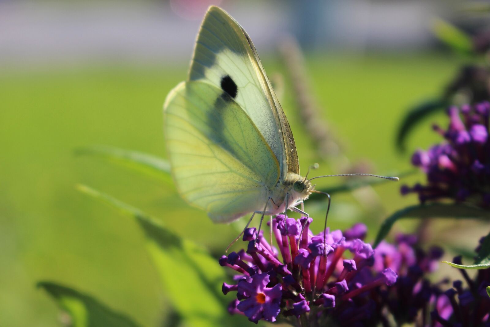 Canon EOS 100D (EOS Rebel SL1 / EOS Kiss X7) sample photo. Butterfly, nature, flower photography