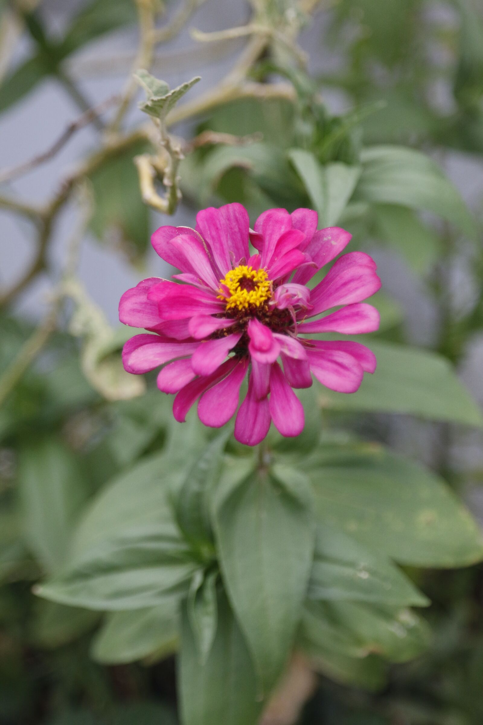 Canon EOS 70D + Canon EF 24-105mm F4L IS USM sample photo. Flower, flowers, girl photography