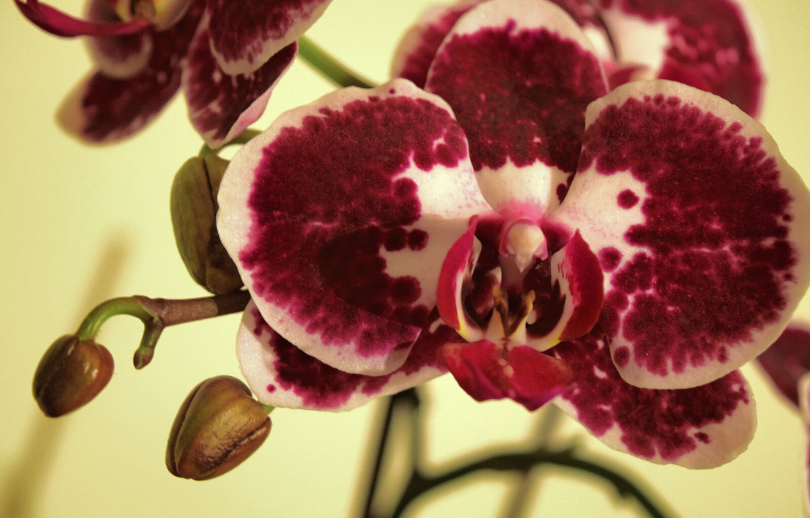 Nikon D3300 sample photo. Blossom, flower, orchid photography