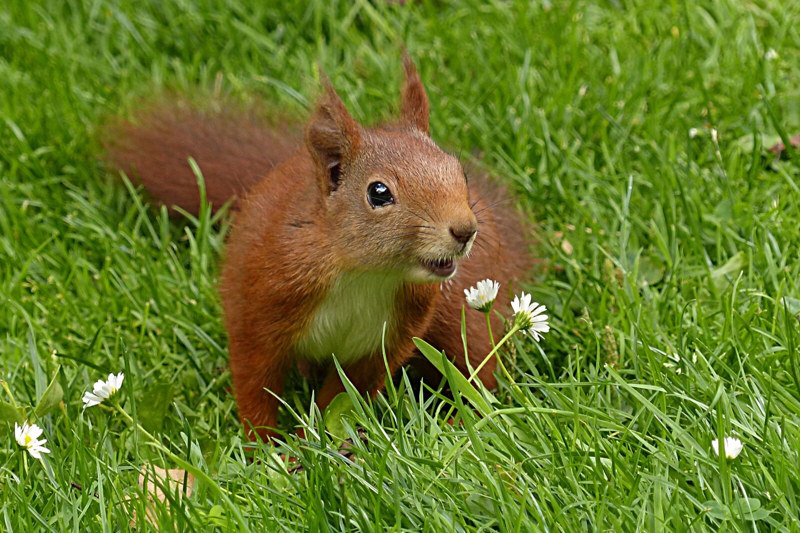 Panasonic Lumix DMC-FZ200 sample photo. Squirrel, sciurus vulgaris major photography