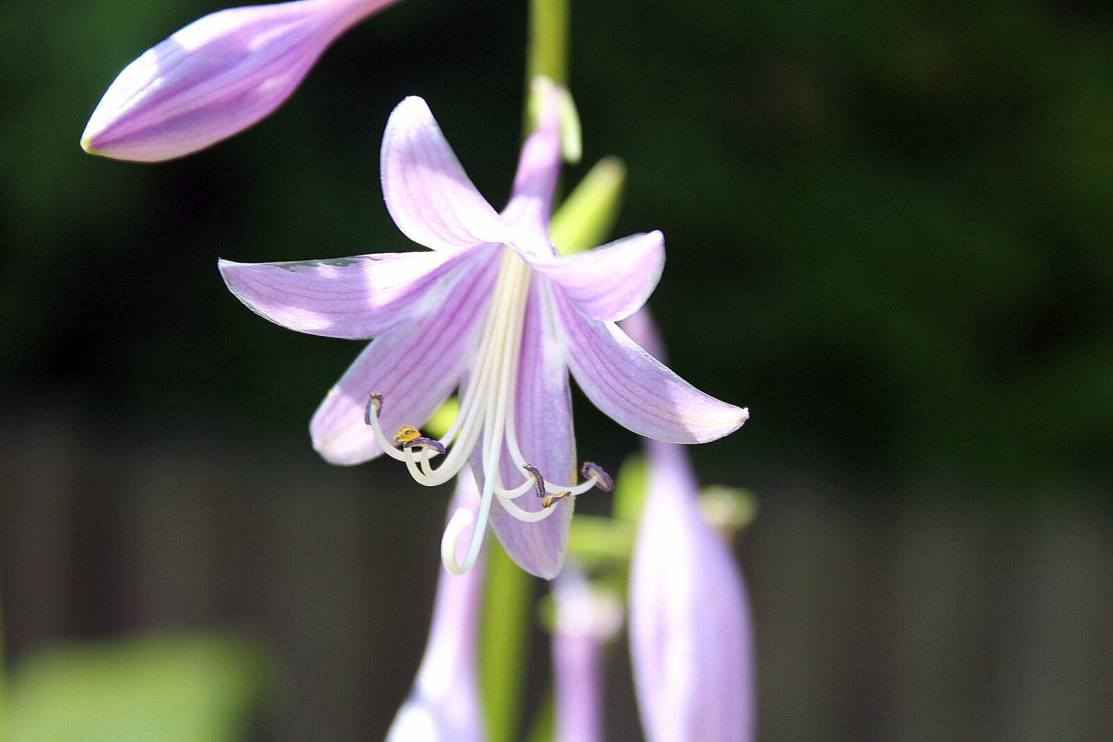 Canon EOS 1200D (EOS Rebel T5 / EOS Kiss X70 / EOS Hi) sample photo. Flower, nature, purple flower photography