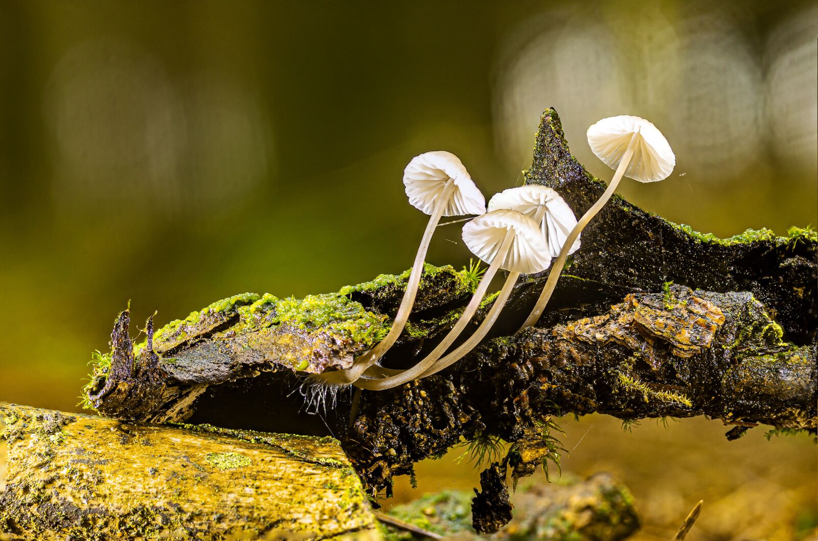 Canon EOS R sample photo. Mushrooms, sponge, small mushroom photography