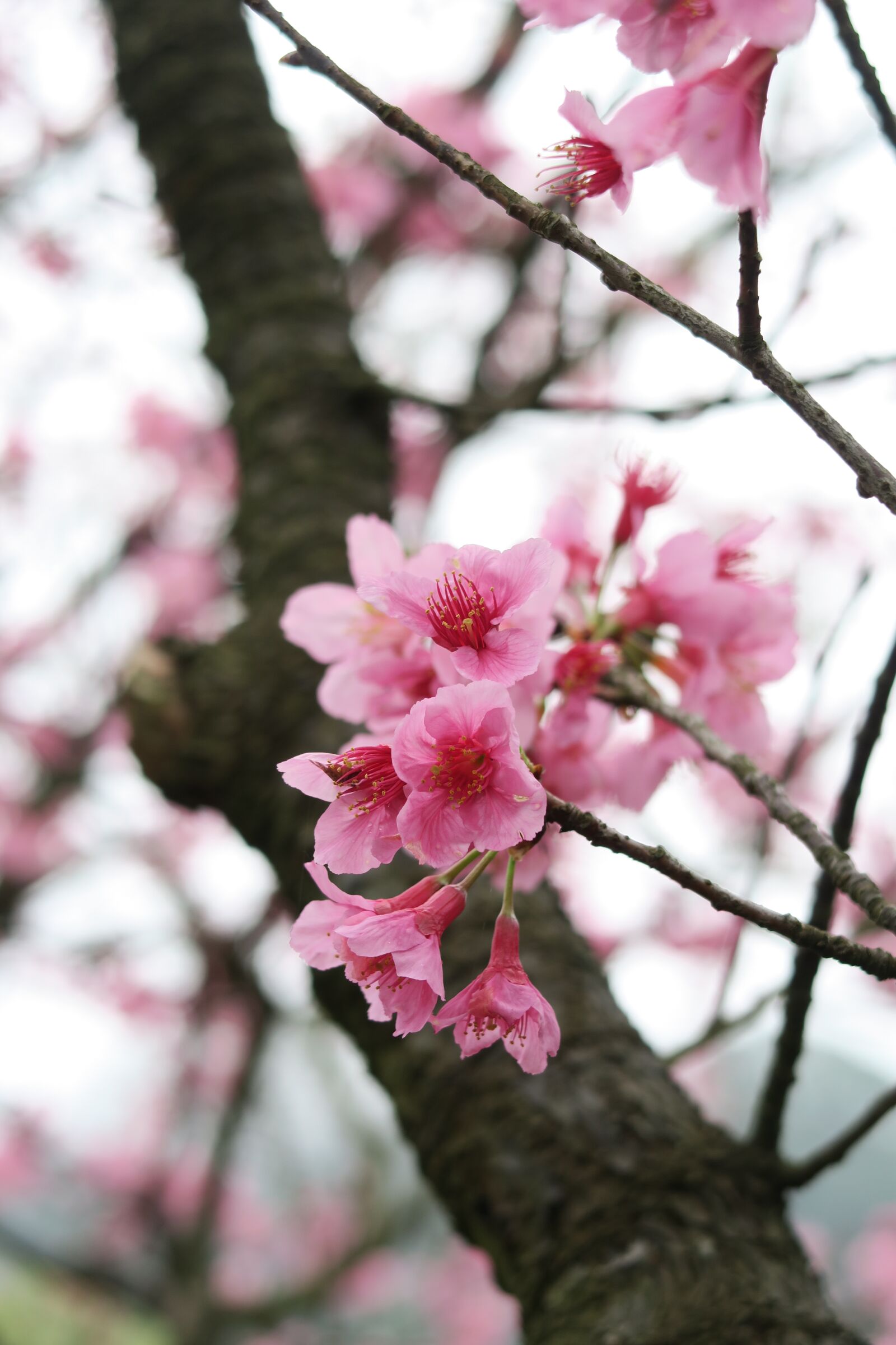 Canon PowerShot G7 X sample photo. Tree, branch, flower photography