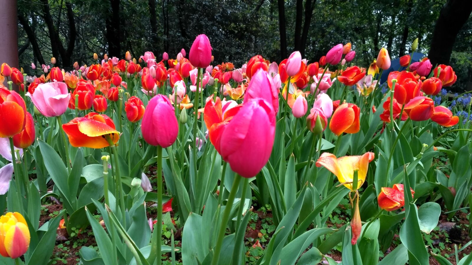 Xiaomi Redmi 3S sample photo. Flower, tulip, nature photography