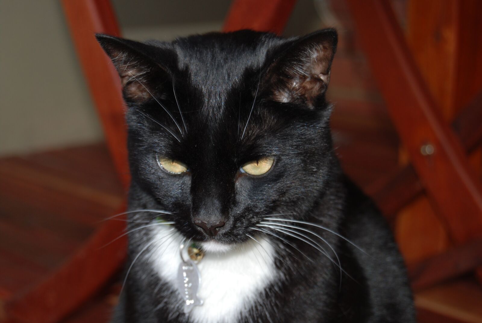 Nikon D60 sample photo. Black cat, cat, domestic photography
