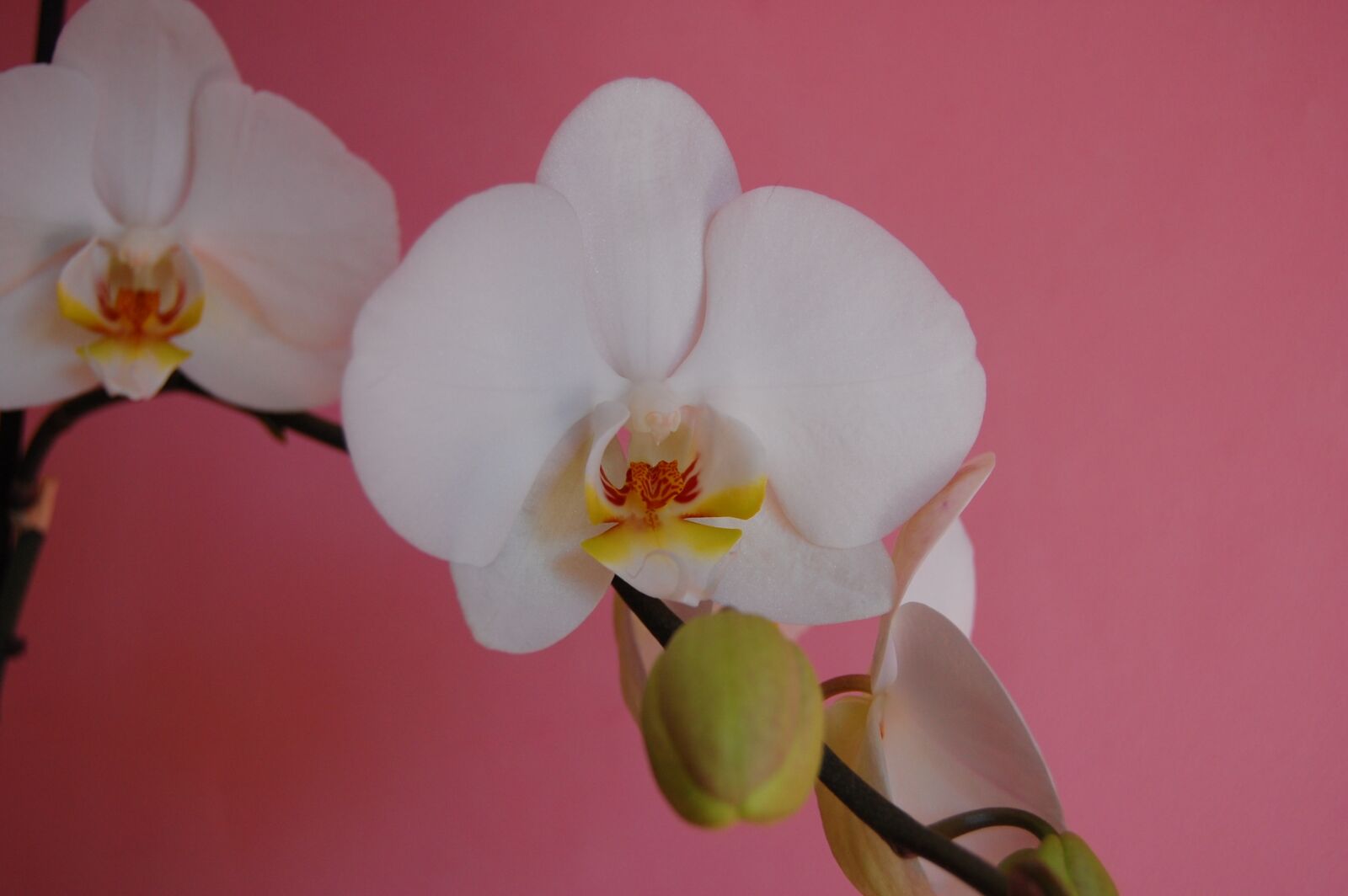 Nikon D40 sample photo. Orchid, flower, white photography
