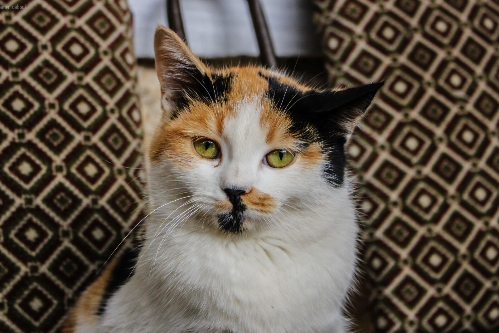 Canon EOS 700D (EOS Rebel T5i / EOS Kiss X7i) sample photo. Big, cats, cat, cat photography