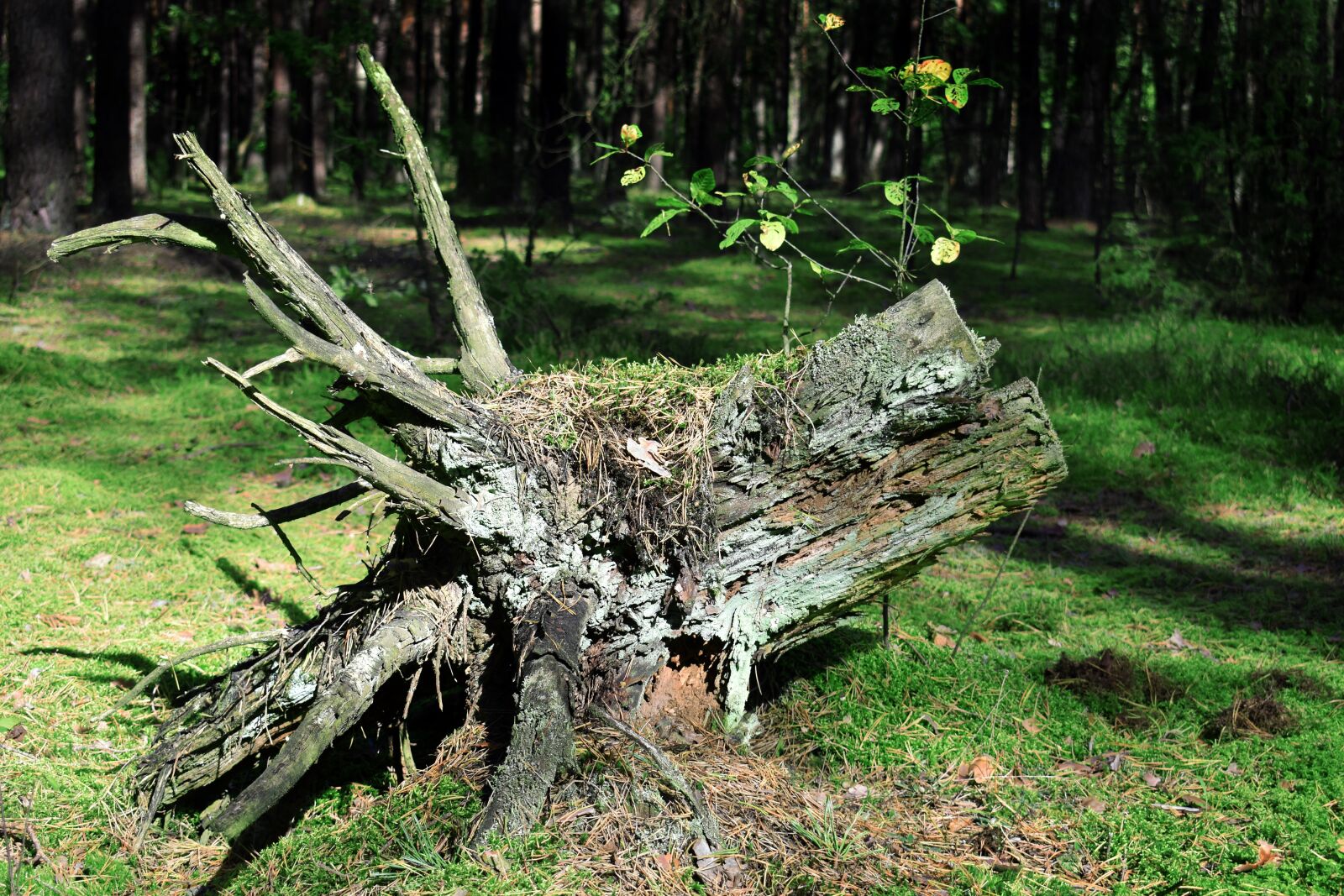 Nikon D3400 sample photo. Forest, ecology, nature photography
