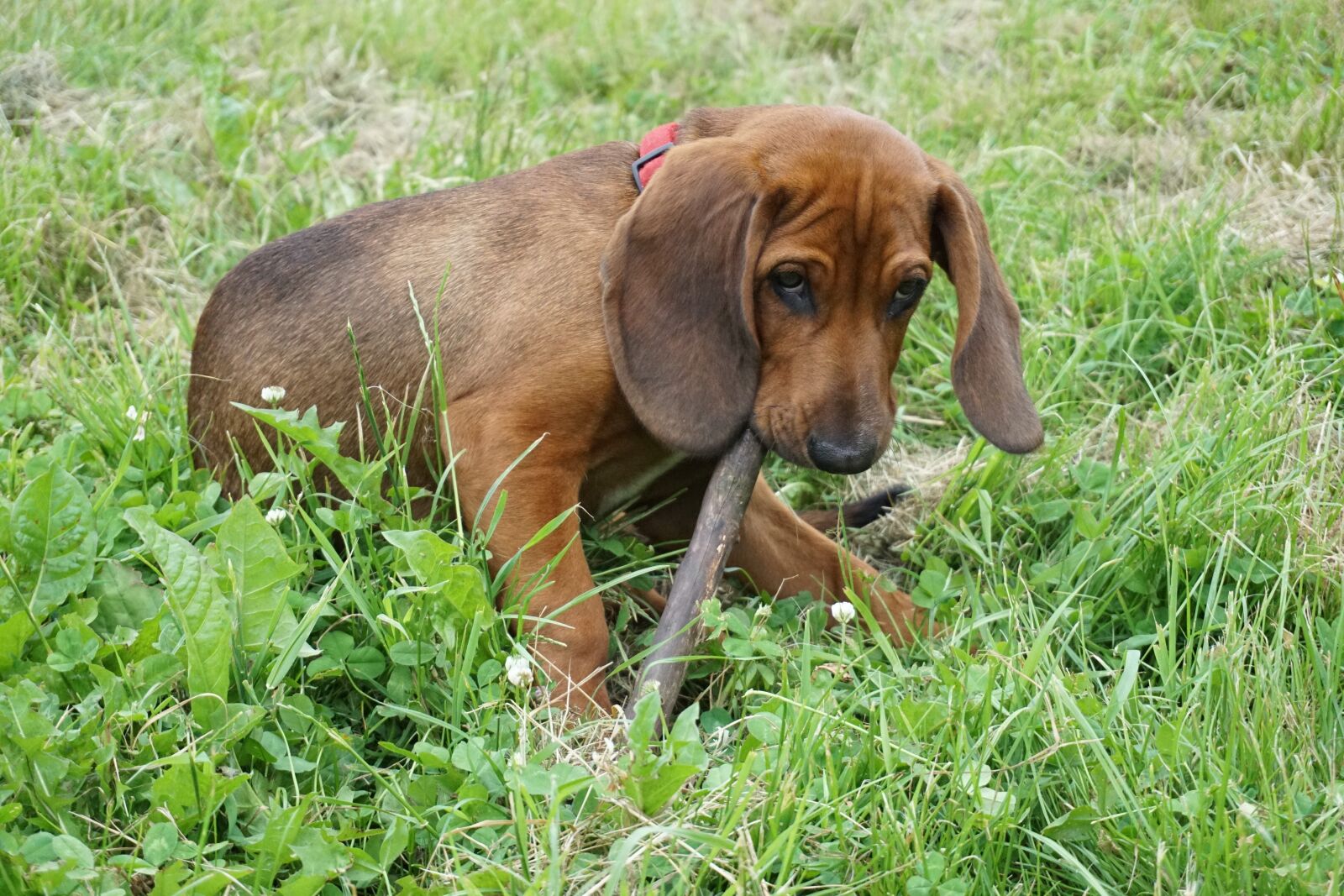 Sony a6000 sample photo. Dog, hunting dog, puppy photography