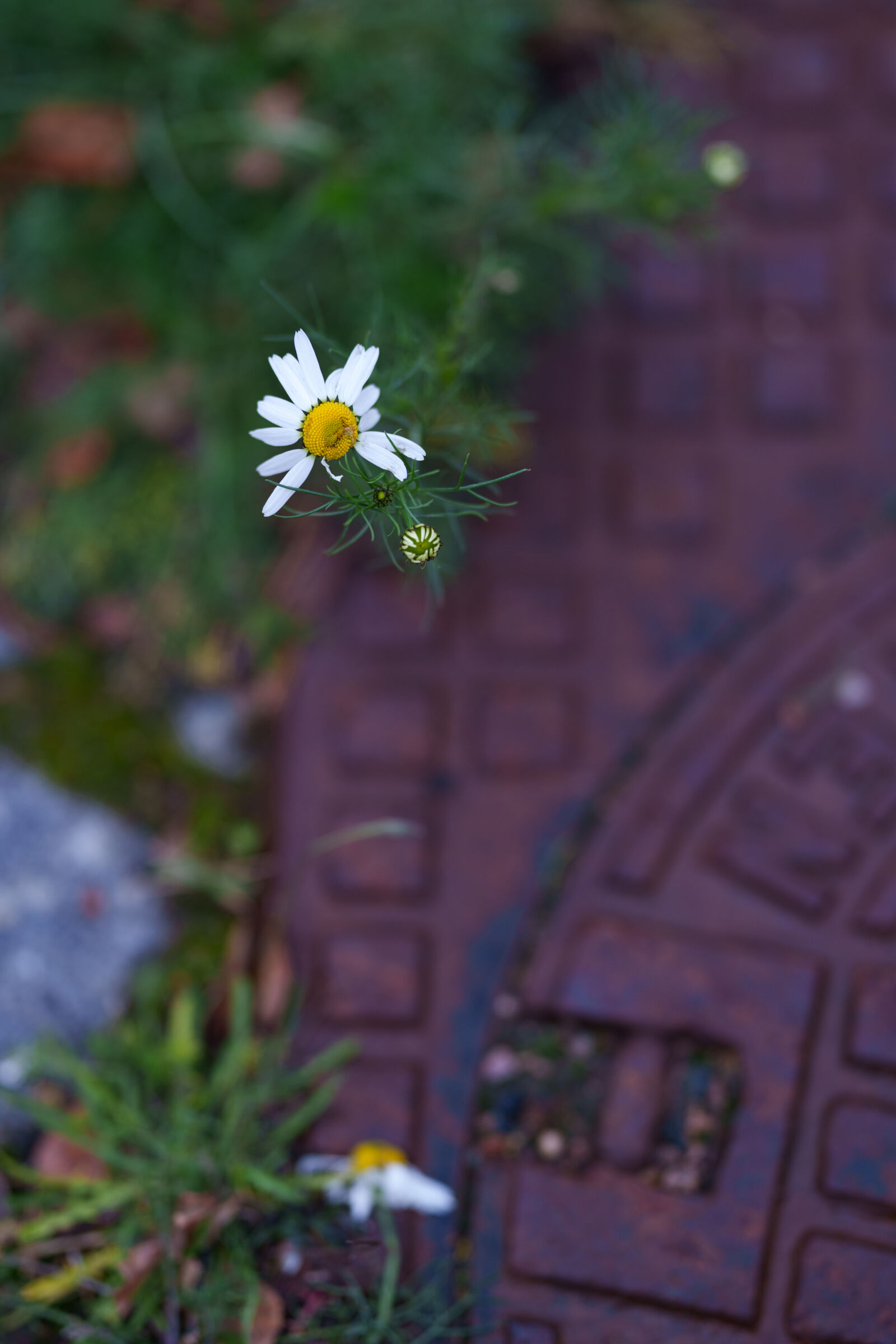 Sony FE 85mm F1.4 GM II sample photo. Last survivors photography
