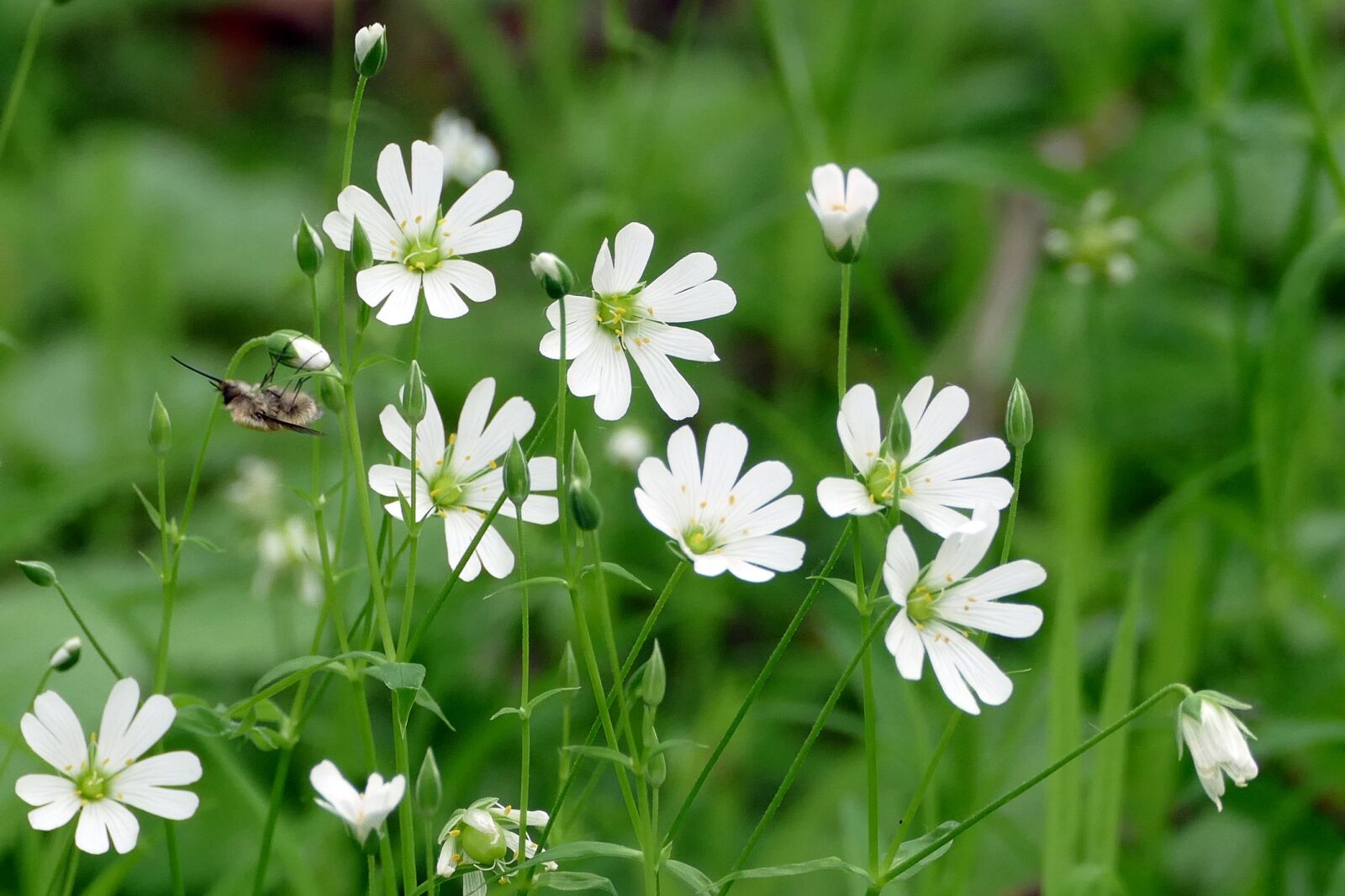 Panasonic Lumix DMC-FZ1000 sample photo. Flowers, white, wild bee photography