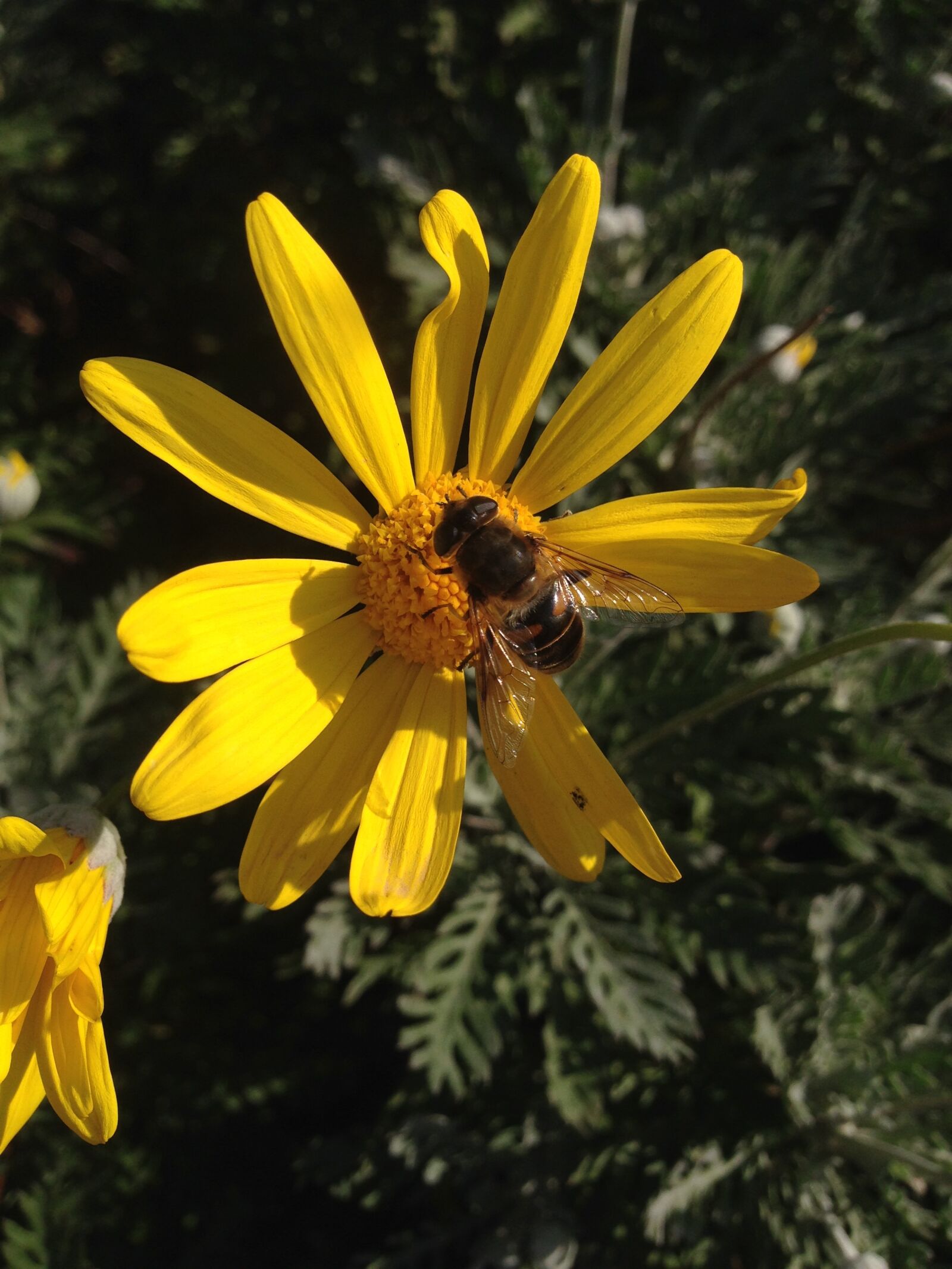 iPhone 5 back camera 4.12mm f/2.4 sample photo. Bee, flowers, nature photography