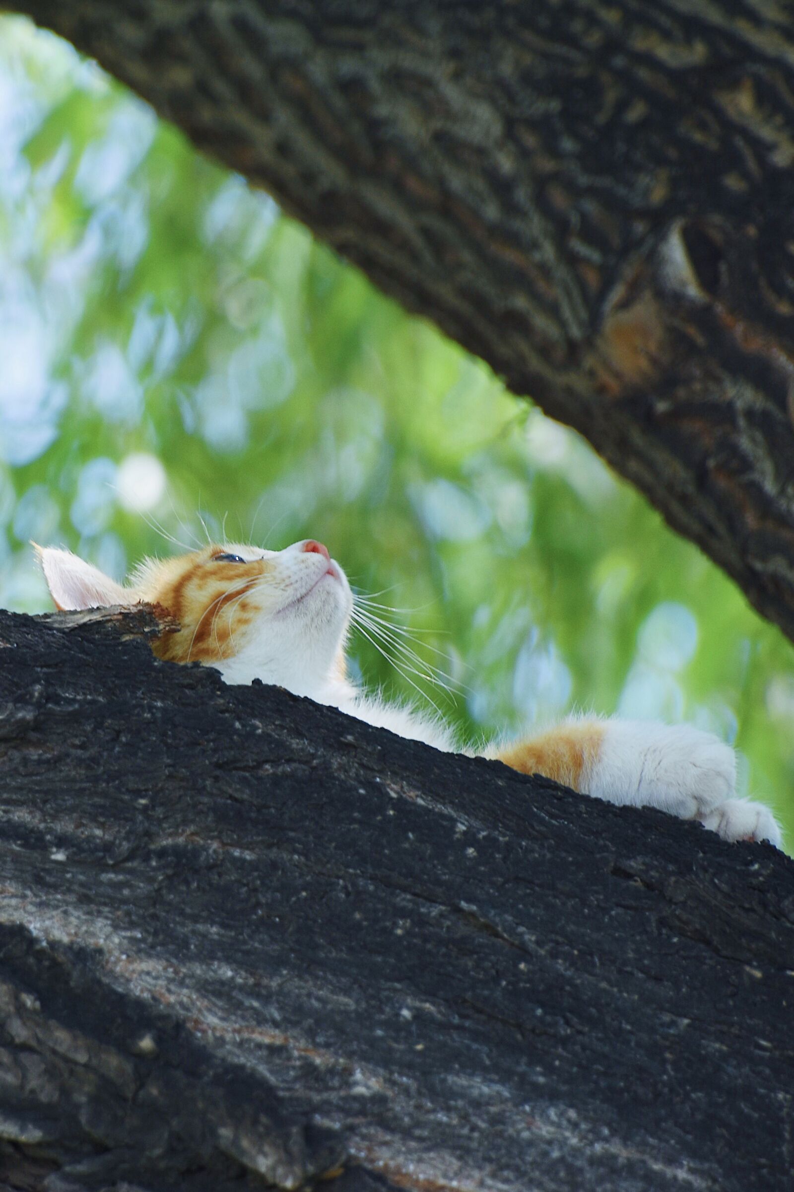 Nikon D7200 sample photo. Cat, kitten, tree photography