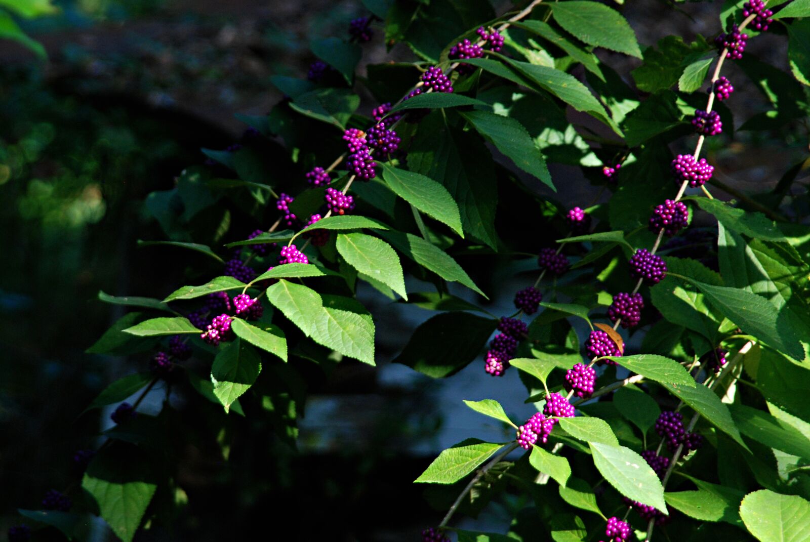 Nikon D80 sample photo. Wild flowers, fall flowers photography