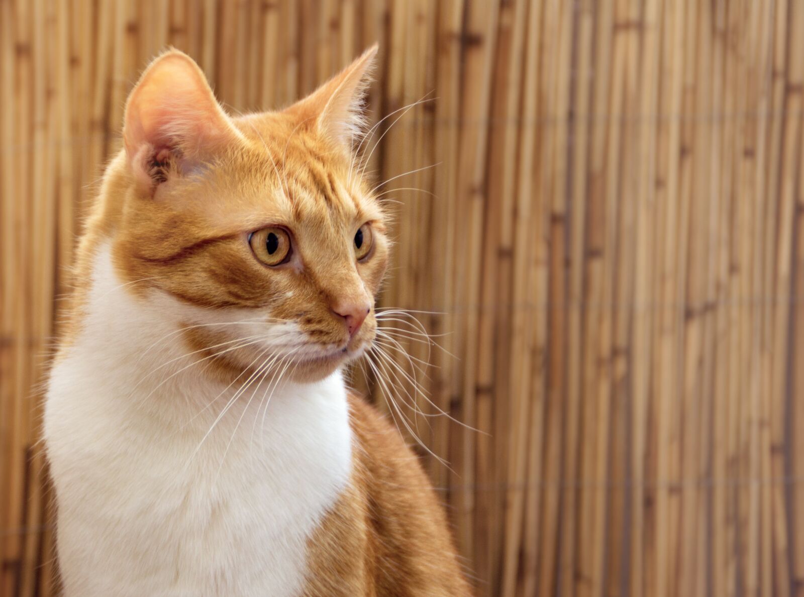 Sony DT 18-200mm F3.5-6.3 sample photo. Cat, attention, red photography