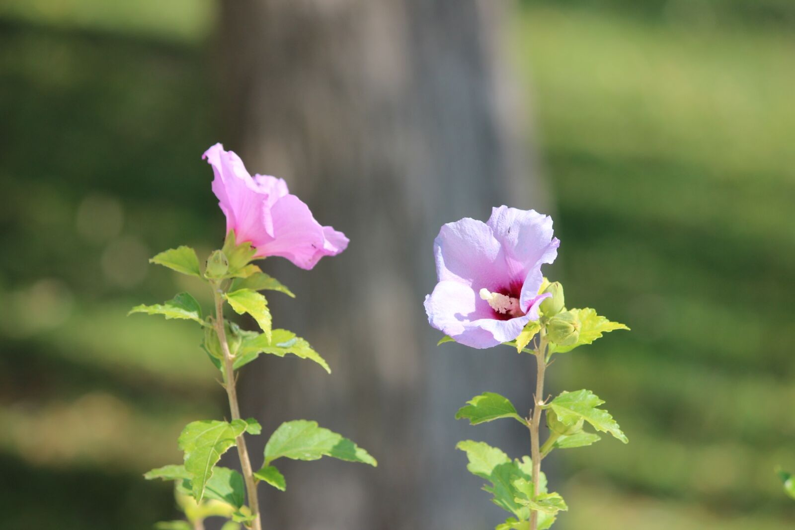Canon EOS 600D (Rebel EOS T3i / EOS Kiss X5) sample photo. Flower, plant, perennial photography