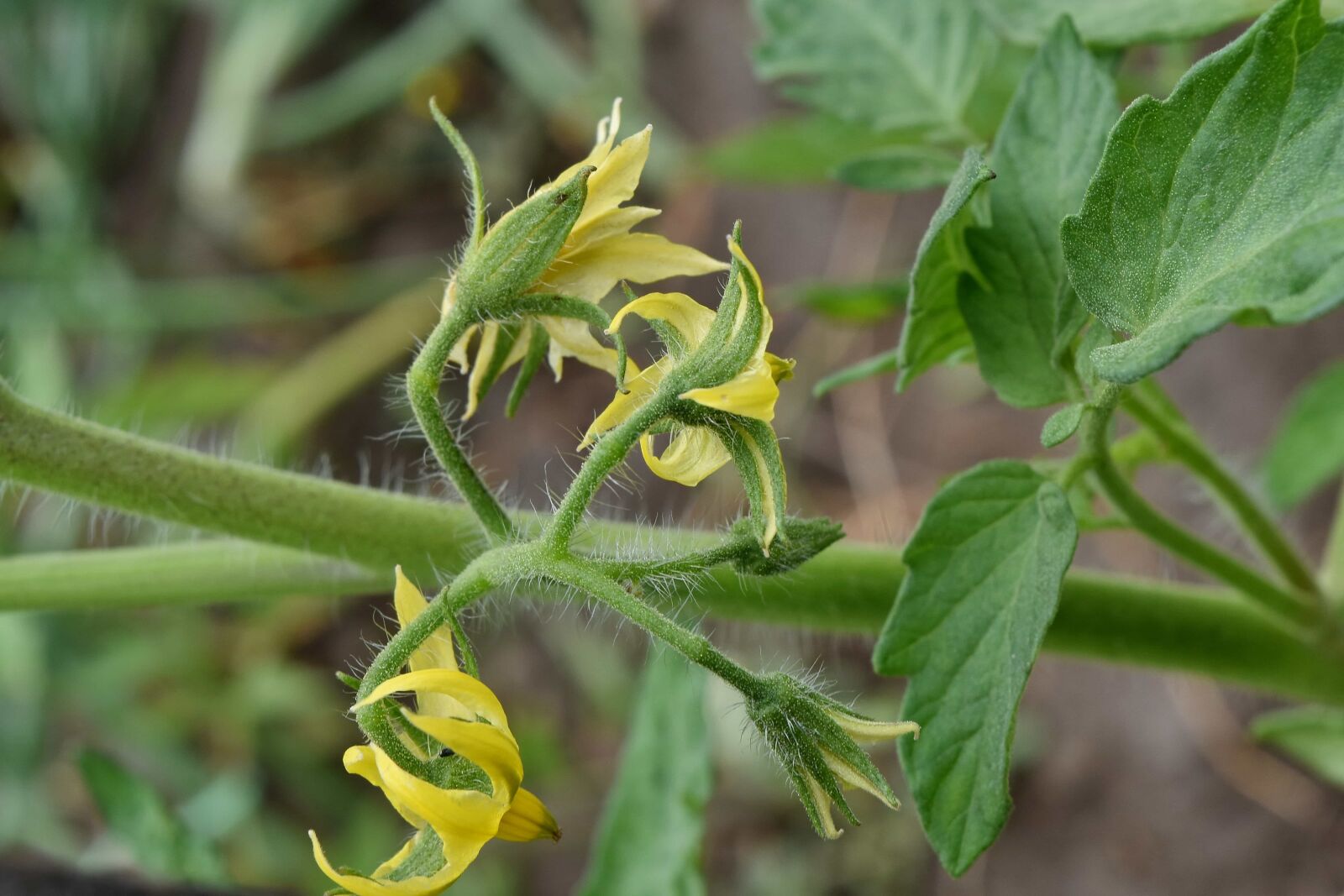 Nikon D5500 sample photo. Flower, tomato, vegetable, plant photography