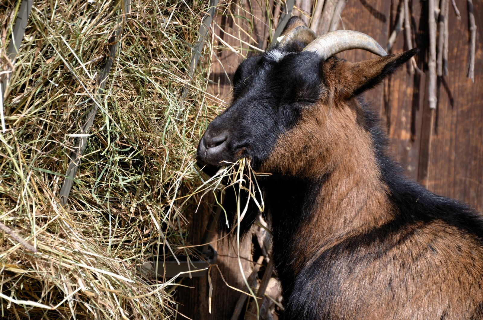 Nikon D5100 sample photo. Goat, billy goat, food photography
