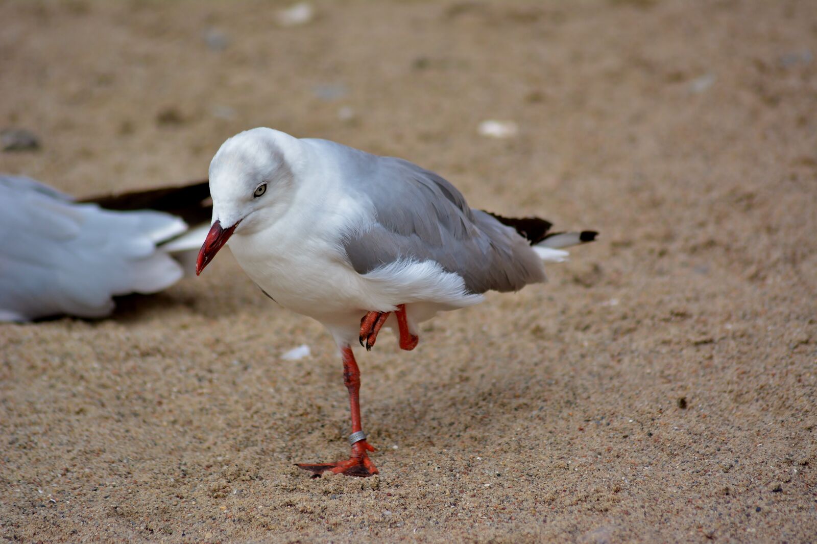 Nikon D5200 sample photo. Bird park marlow, nature photography