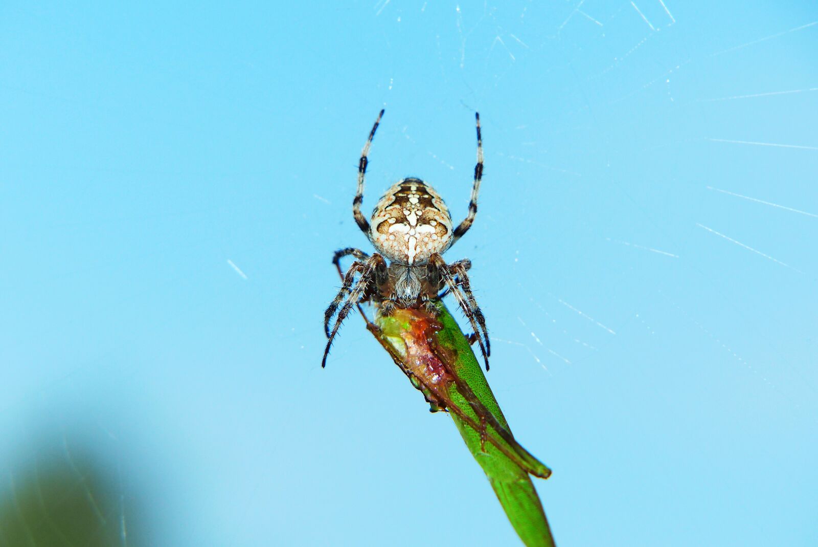 Panasonic Lumix DMC-FZ200 sample photo. Crusader garden, arachnid, tettigonia photography